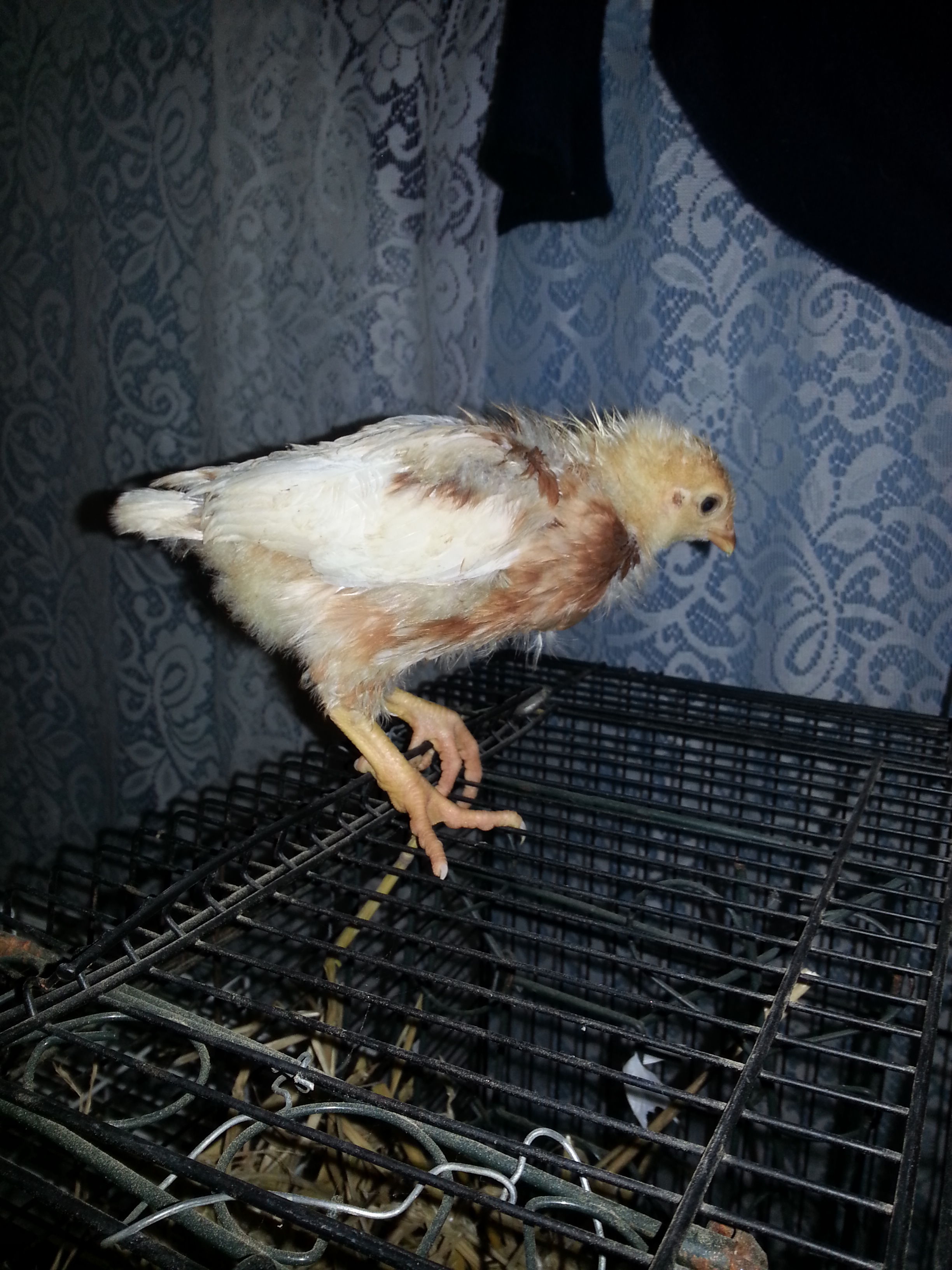 any guess what breed I may be...
Chick #1