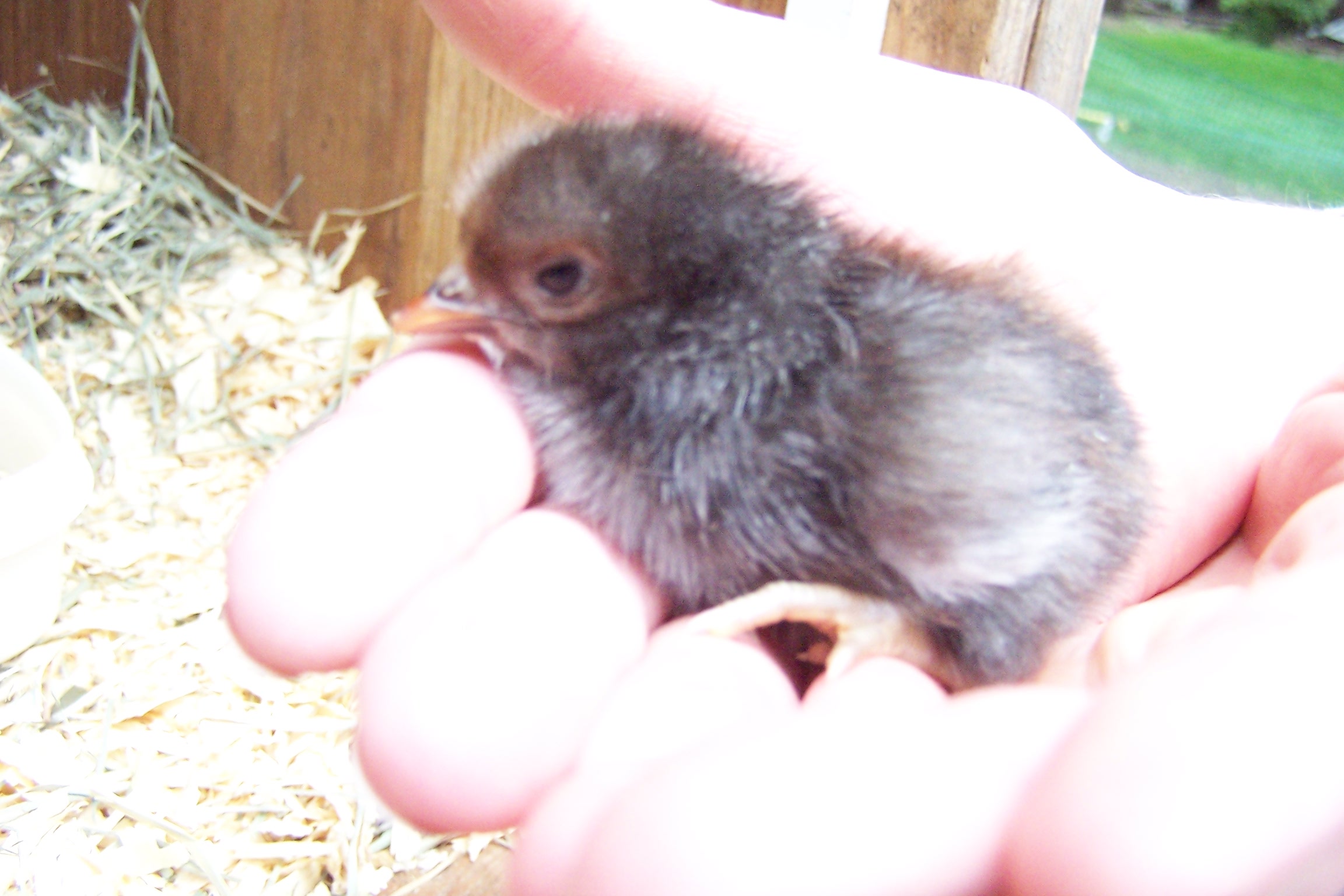 Any guesses? Came from medium sized medium brown/light brown egg.