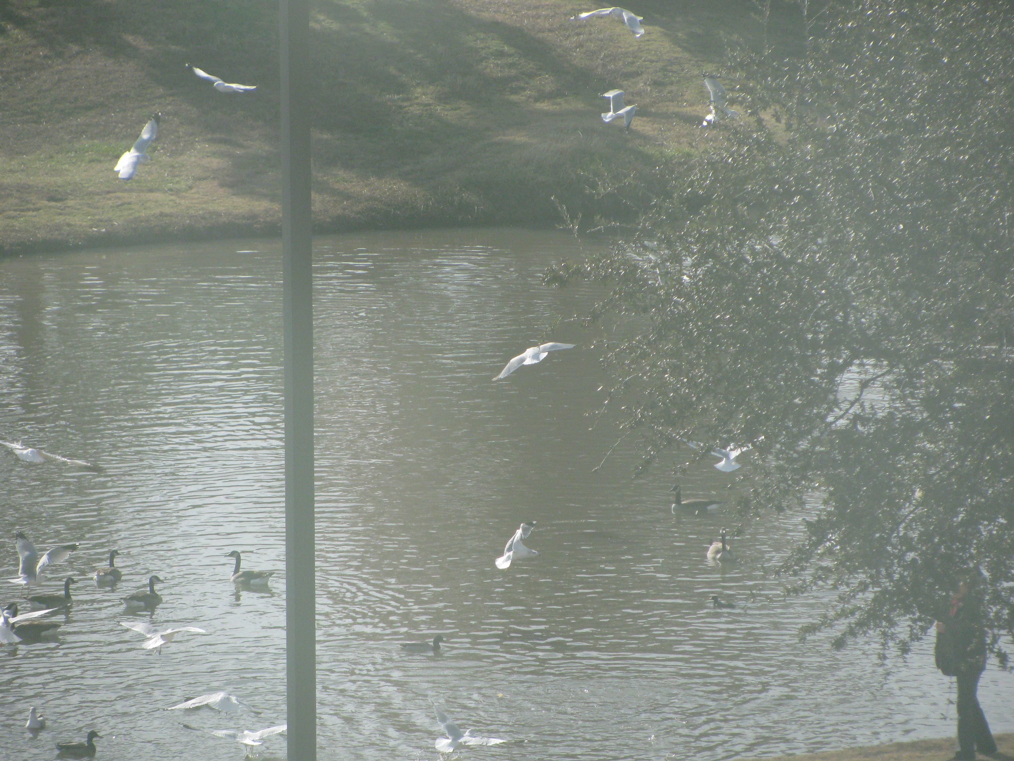 any one else scared of seagulls now?