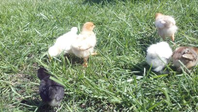 Any Peep find something in the grass yet???
