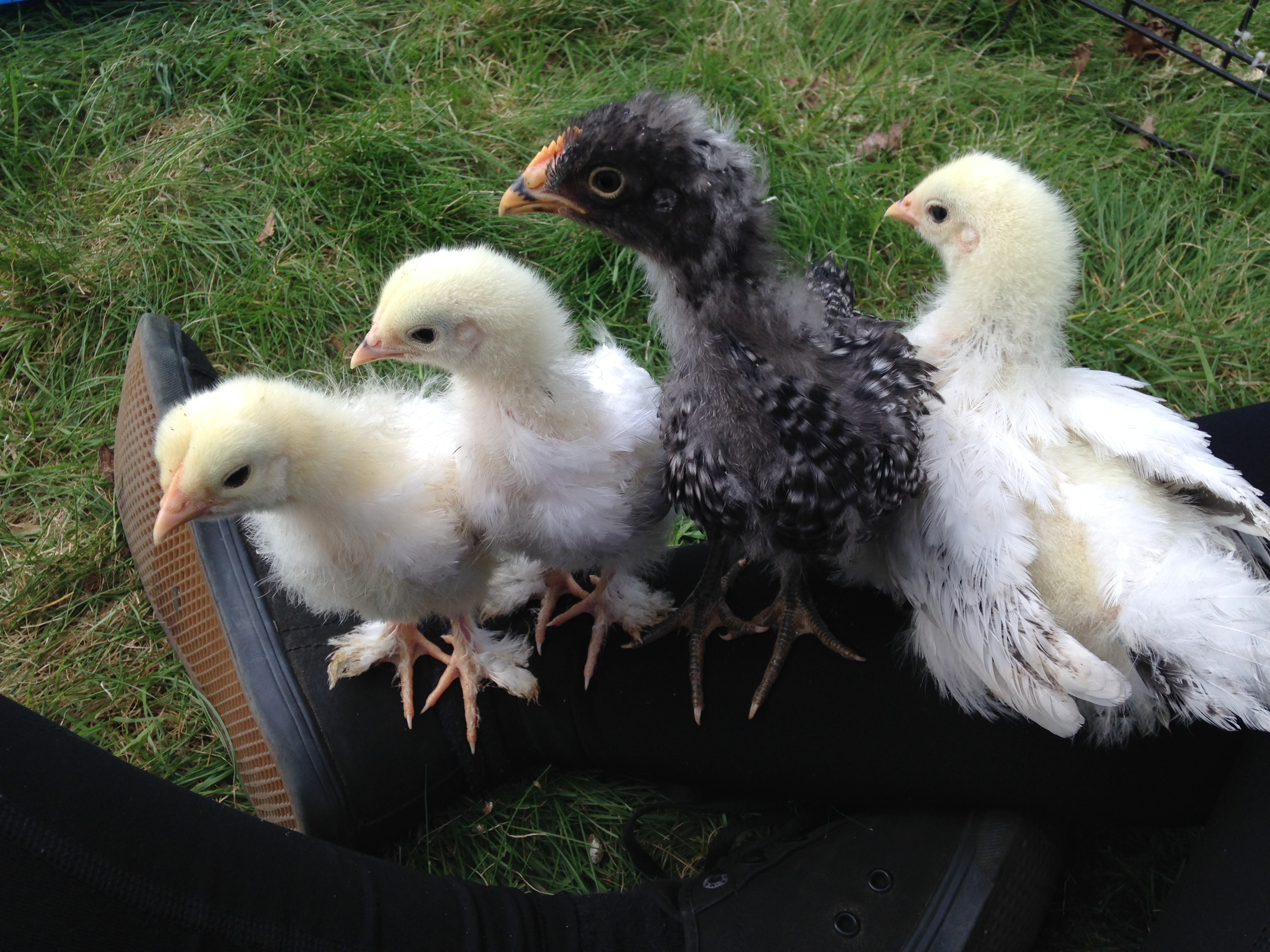 Anya, Aggie, Meka and Darla