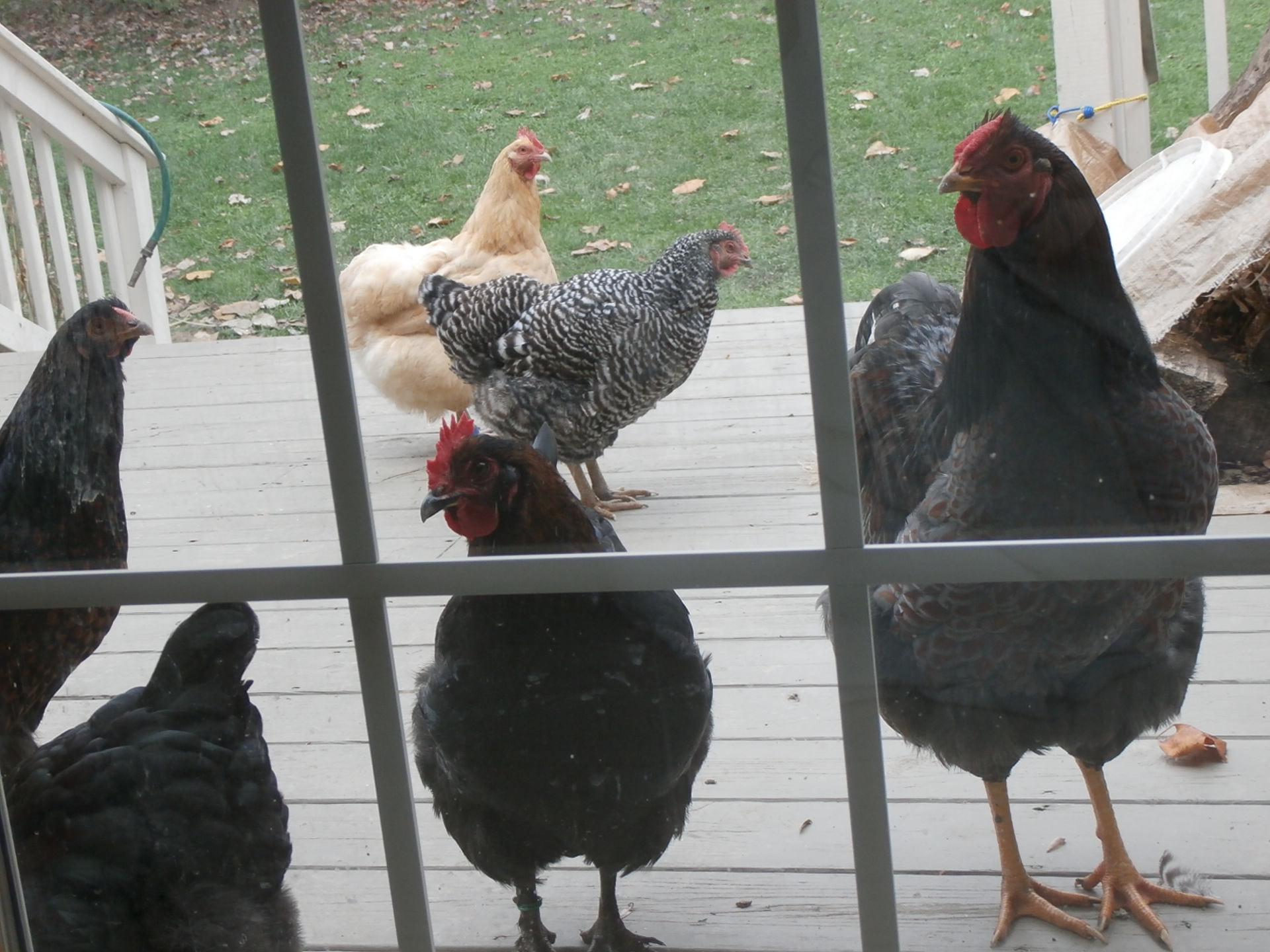 Anybody home? Looking for breakfast, no eggs of course LOL
