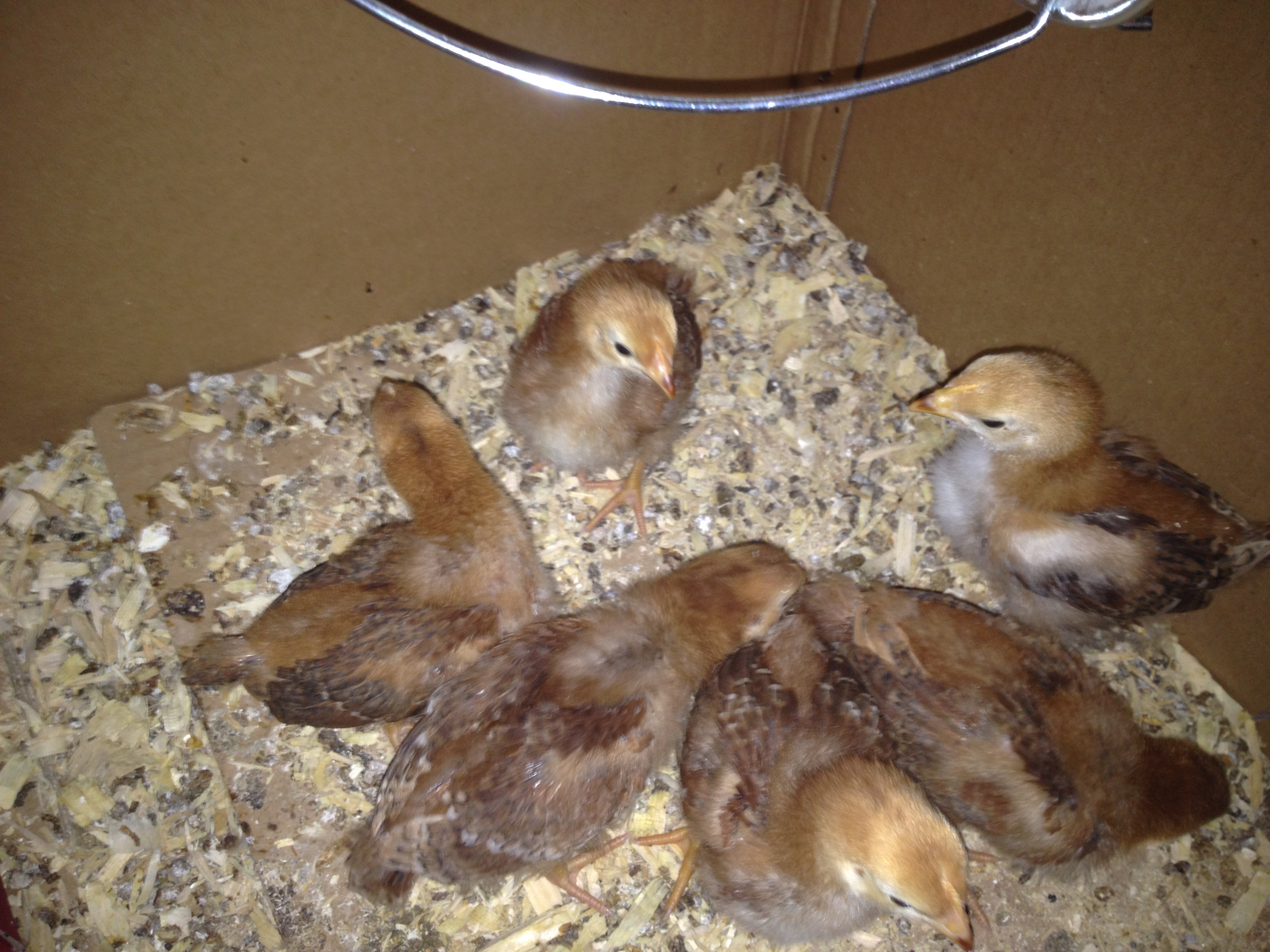 Anyone have an idea how old these Rhode Island Red chicks are? I bought them 12 days ago from a local distributor who told me they were just a couple of days old. Given how quickly they have gone from peach fuzz to feathers, and how large they are, I'm thinking they are older than the seller said.  It hardly matters, except I like to understand their age versus their development.