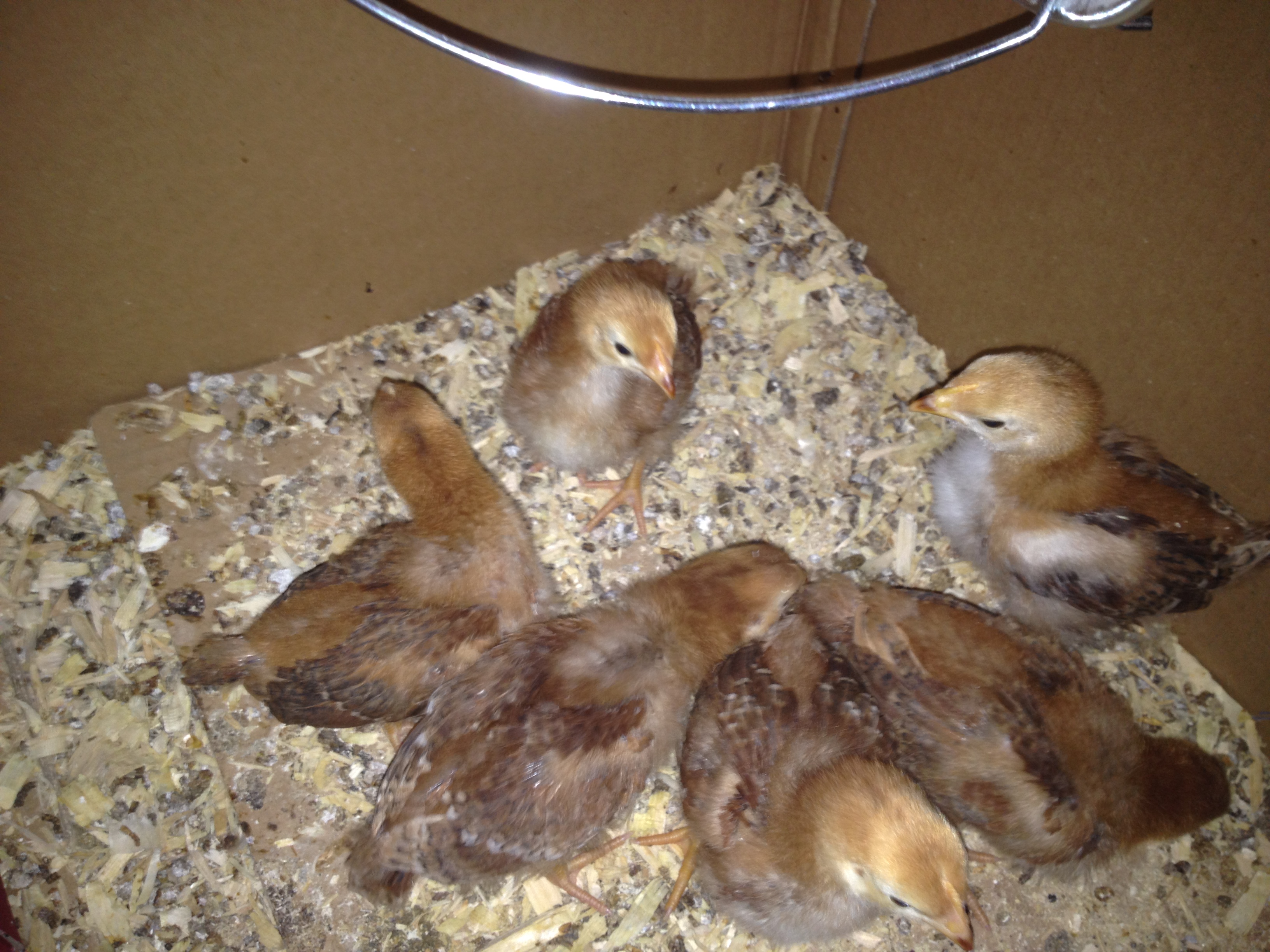 Anyone have an idea how old these Rhode Island Red chicks are? I bought them 12 days ago from a local distributor who told me they were just a couple of days old. Given how quickly they have gone from peach fuzz to feathers, and how large they are, I'm thinking they are older than the seller said.  It hardly matters, except I like to understand their age versus their development.