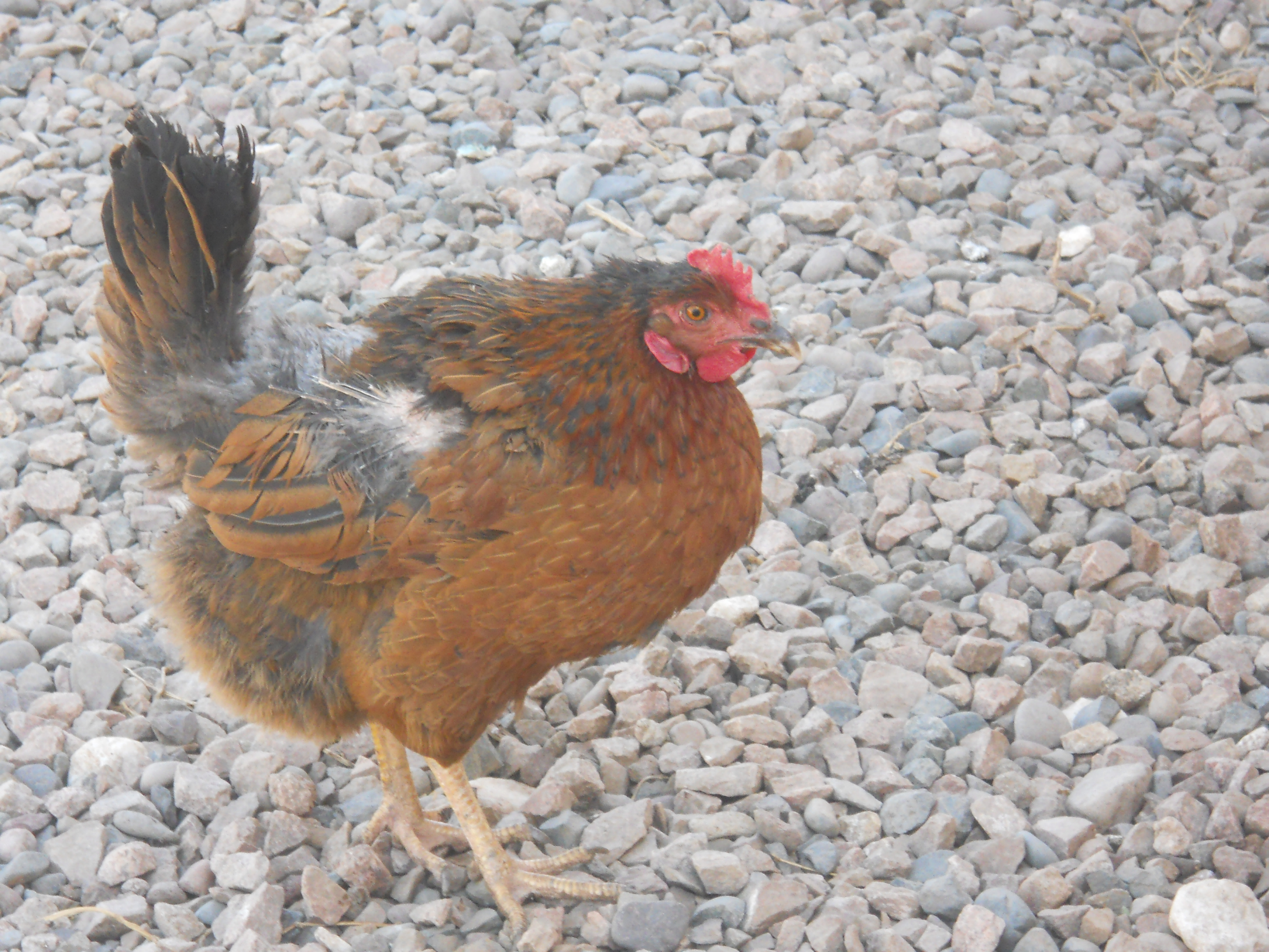 anyone Know What Breed This Chicken Is Please Tell Me I want To Know Thank You ????