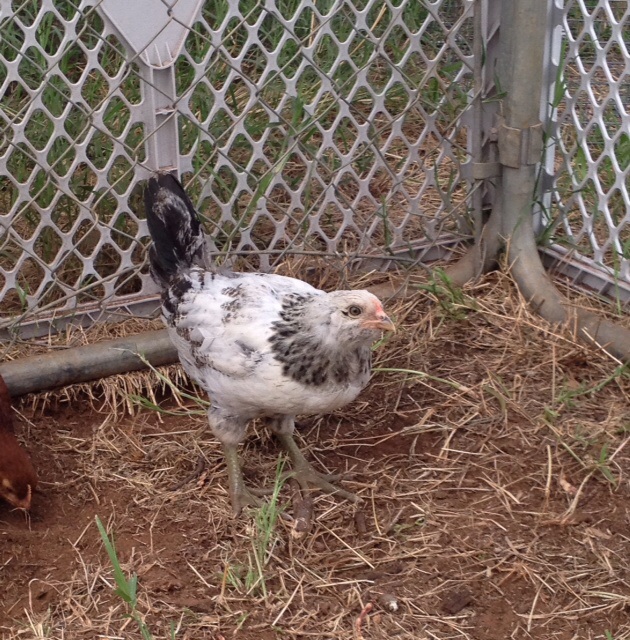 Anyone know what kind of chicken this is?  Bigger than my RIR  and very flighty.