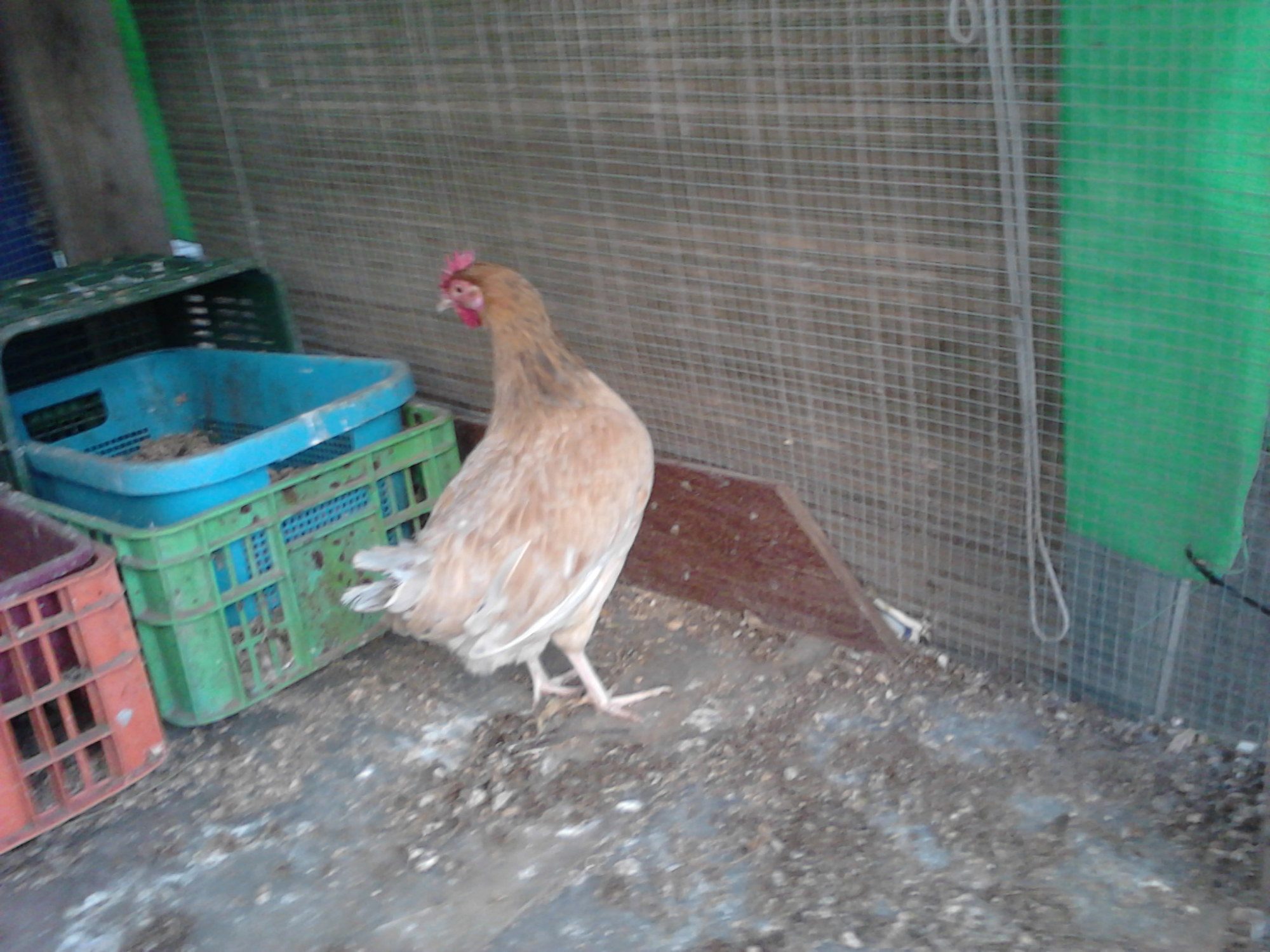 anyone know what she is? if she is something? most likely rhode island plus leghorn? or red leghorn ?