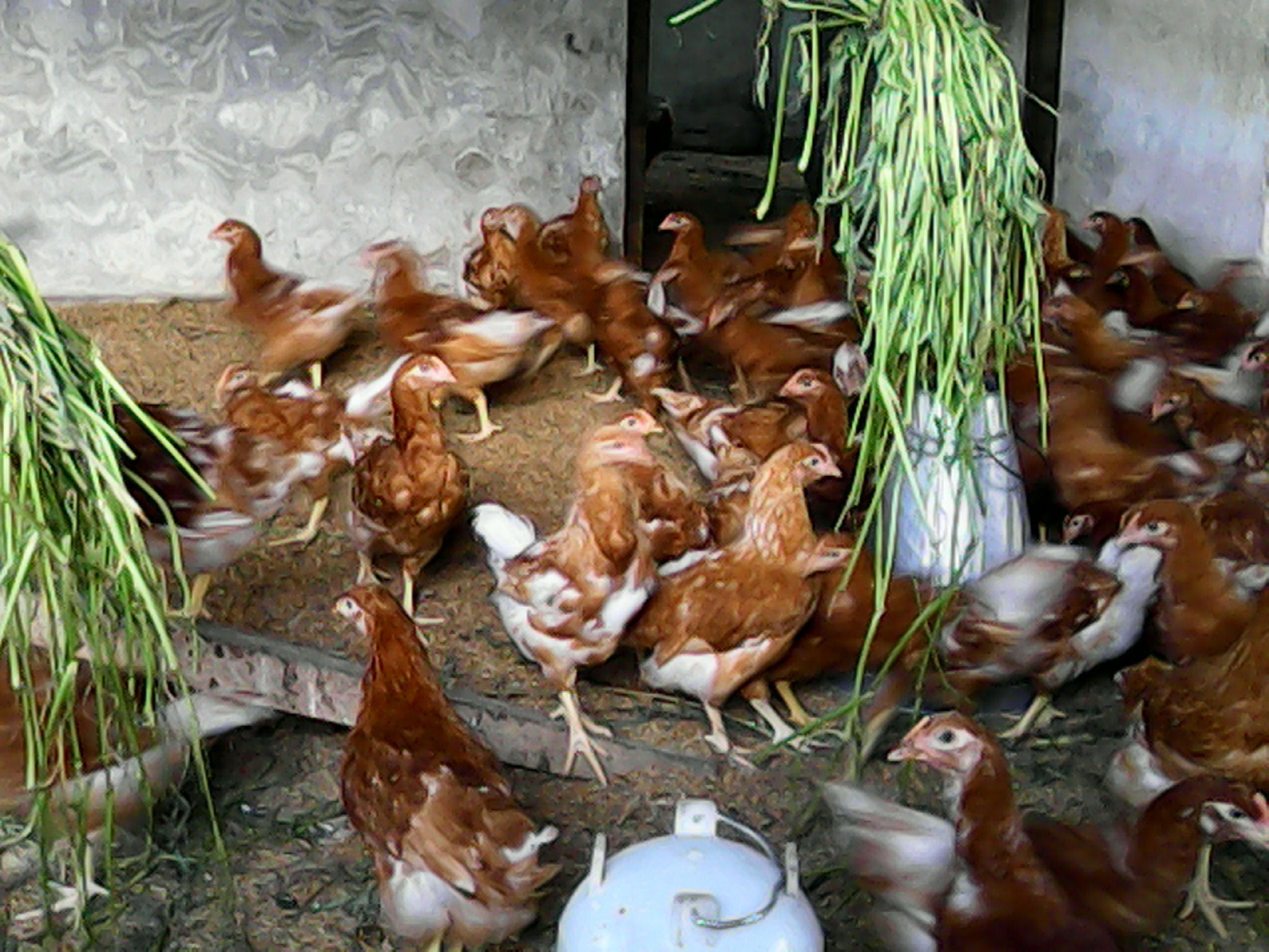 Anyone know what type of chickens these are?