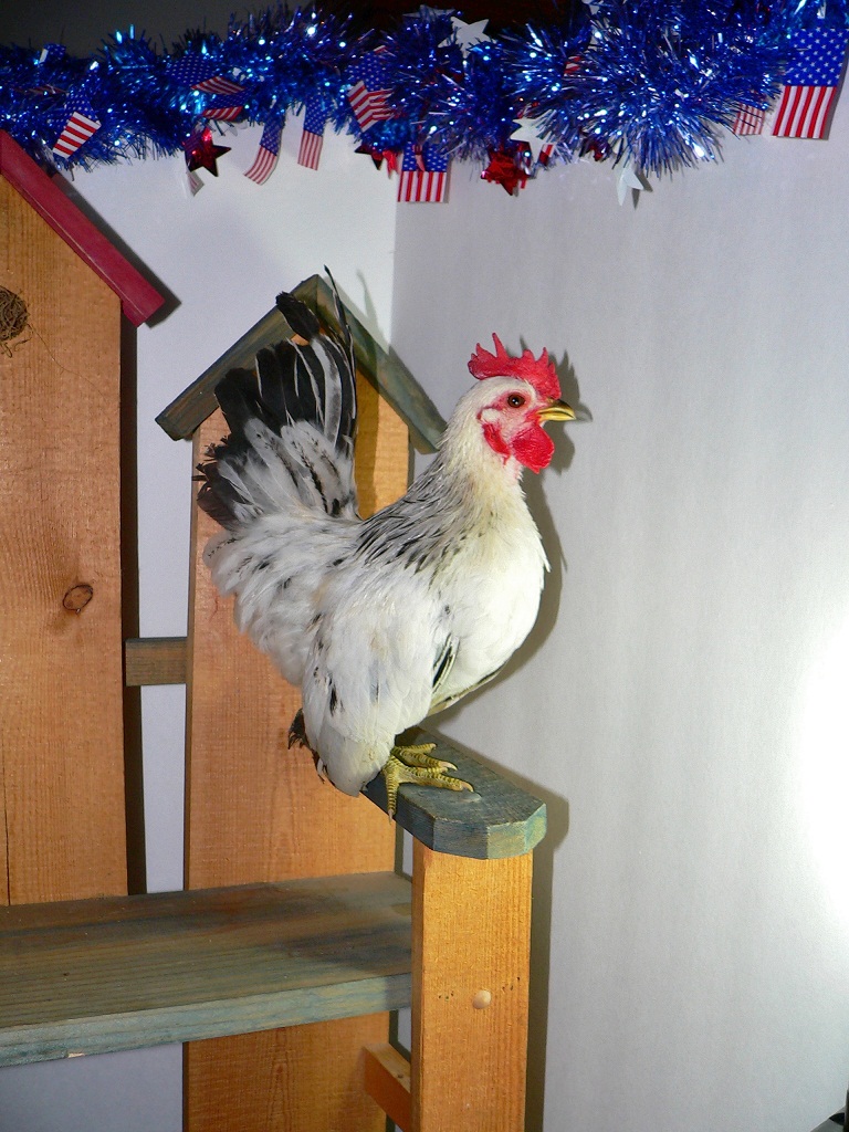 aP1060214.jpg
Name: Carlitos
Age: 4 months
Breed(s):  Serama
How'd You Wound Up With this chicken(s):  Purchased to start breeding
Picture(s):