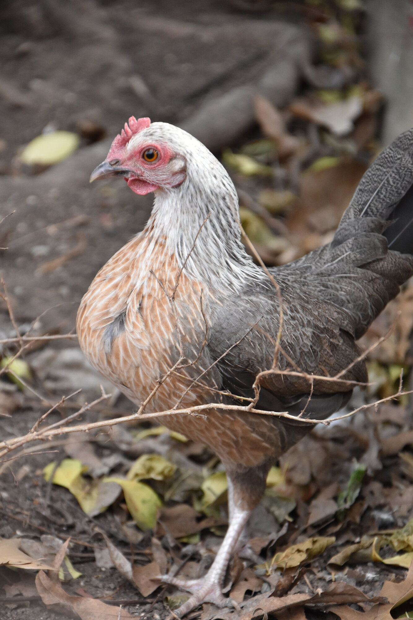 APAABA Bantam Hen Show 1.jpg