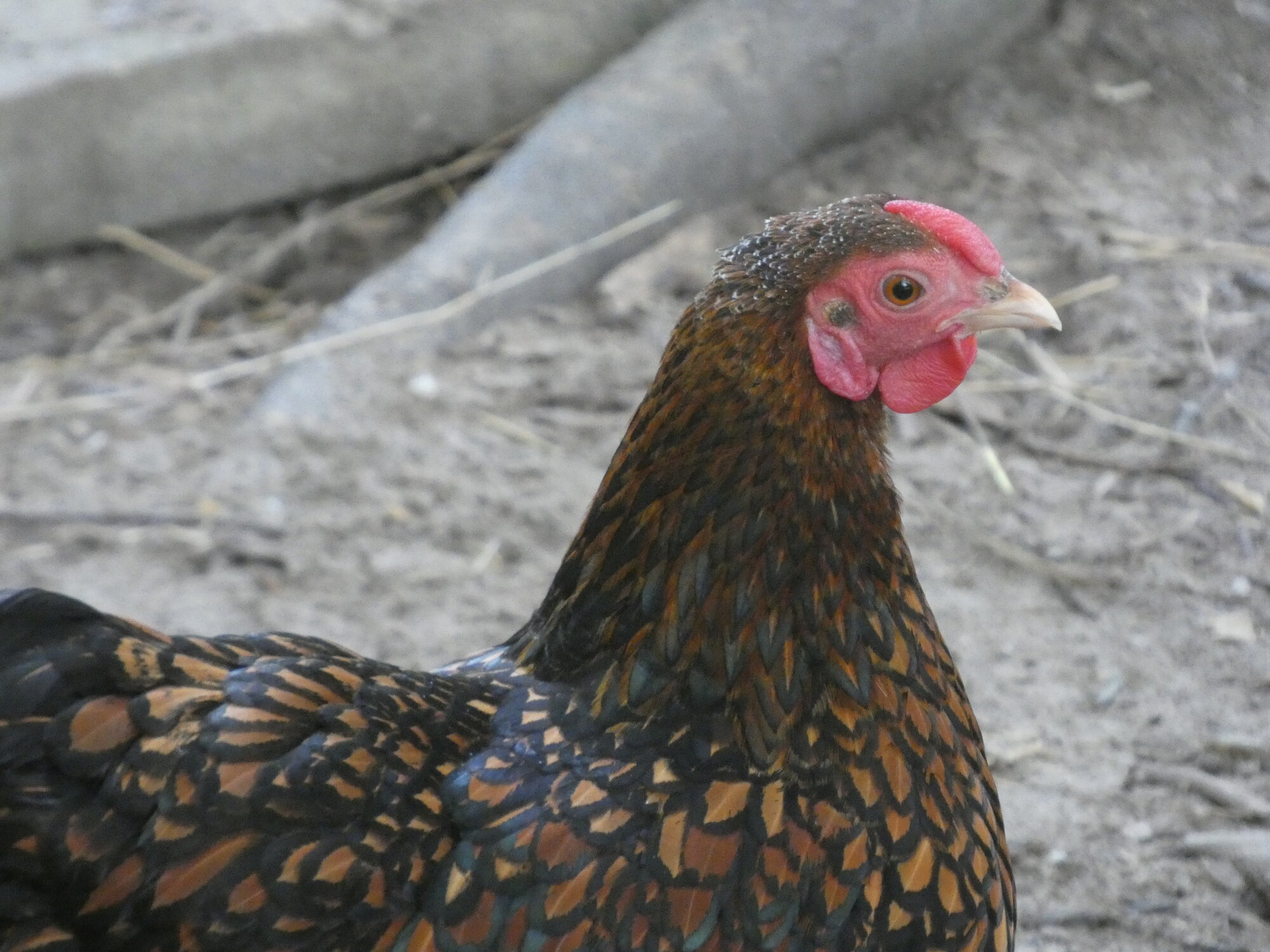 APAABA Bantam Hen Show 2.jpg