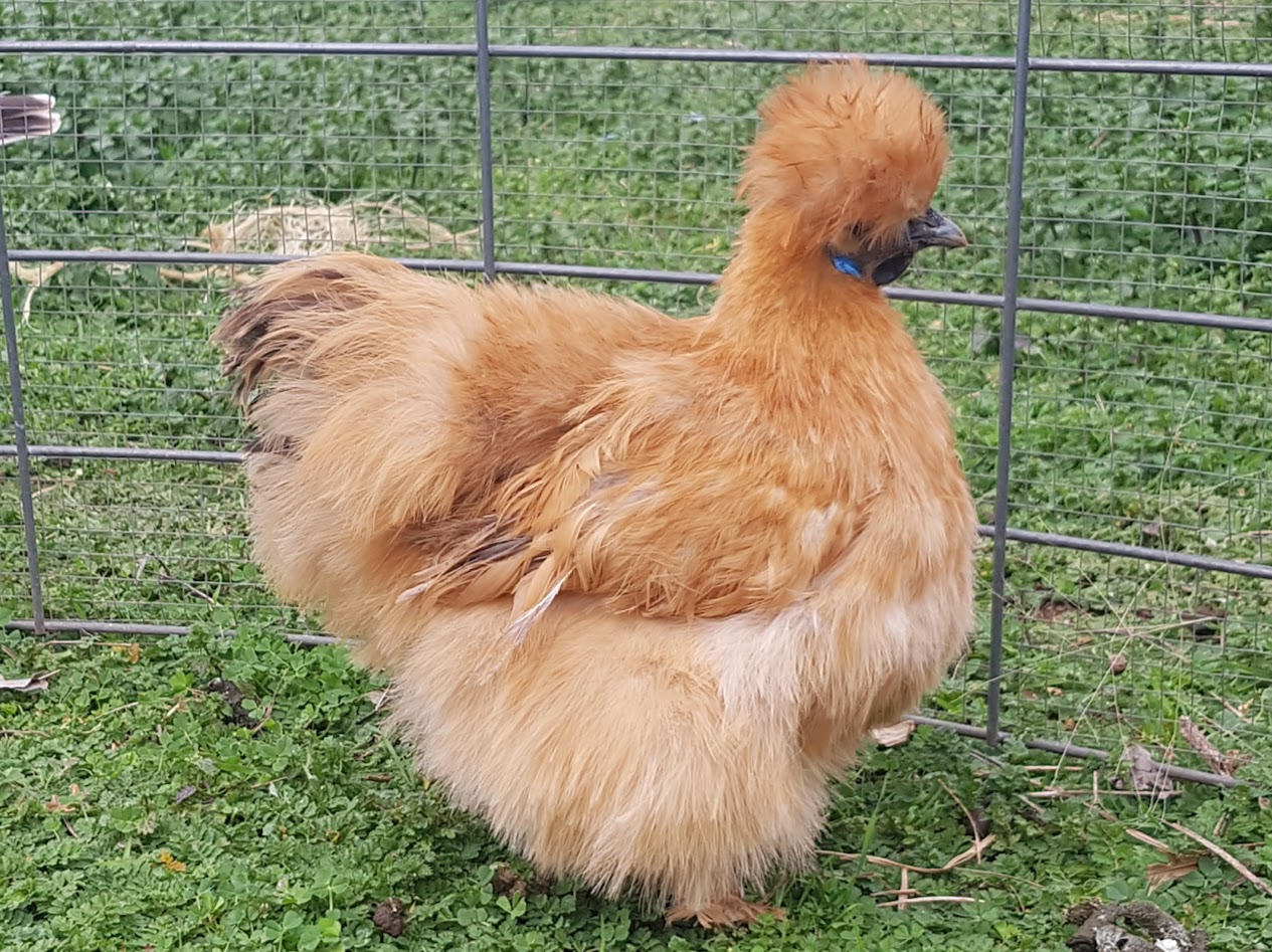APAABA Bantam Hen Show 3a.png