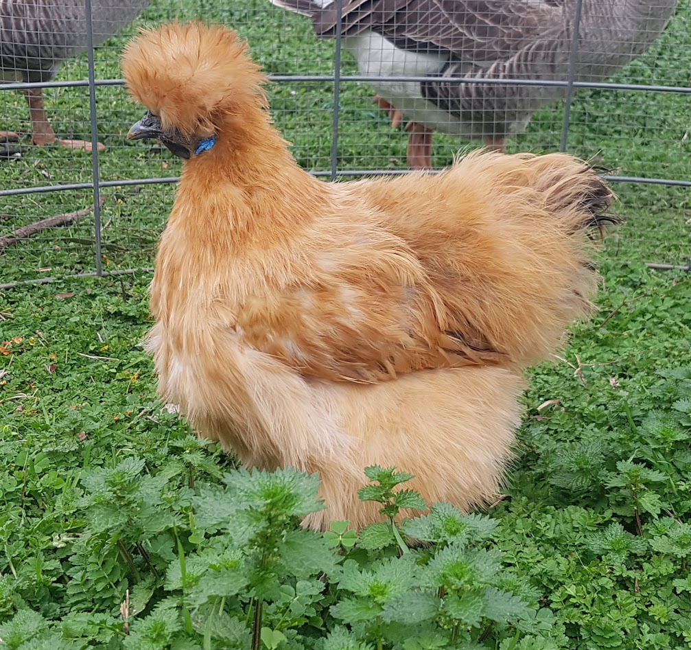 APAABA Bantam Hen Show 3b.png