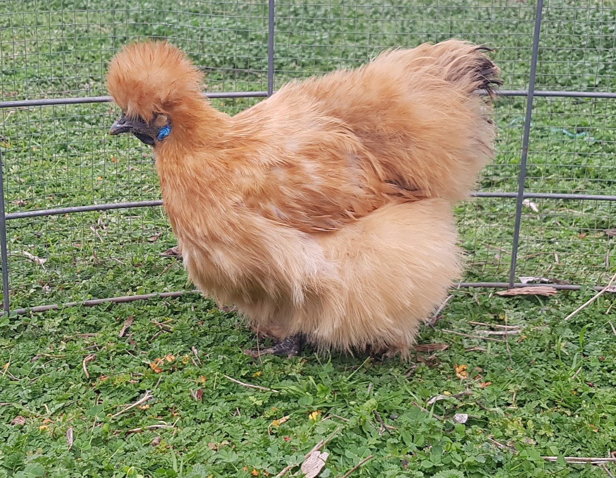 APAABA Bantam Hen Show 3c.png