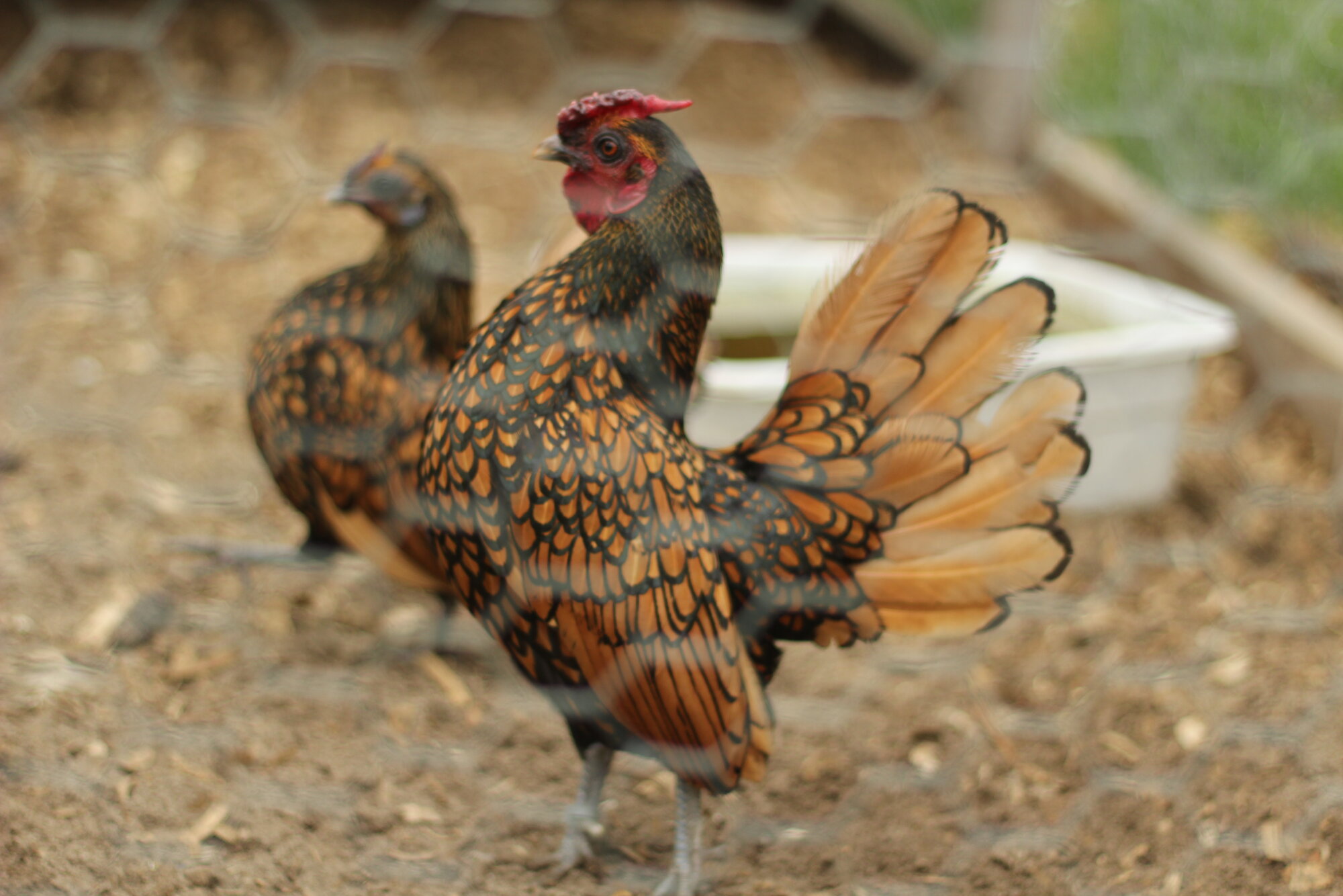 APAABA Bantam Rooster Show 1a.jpg