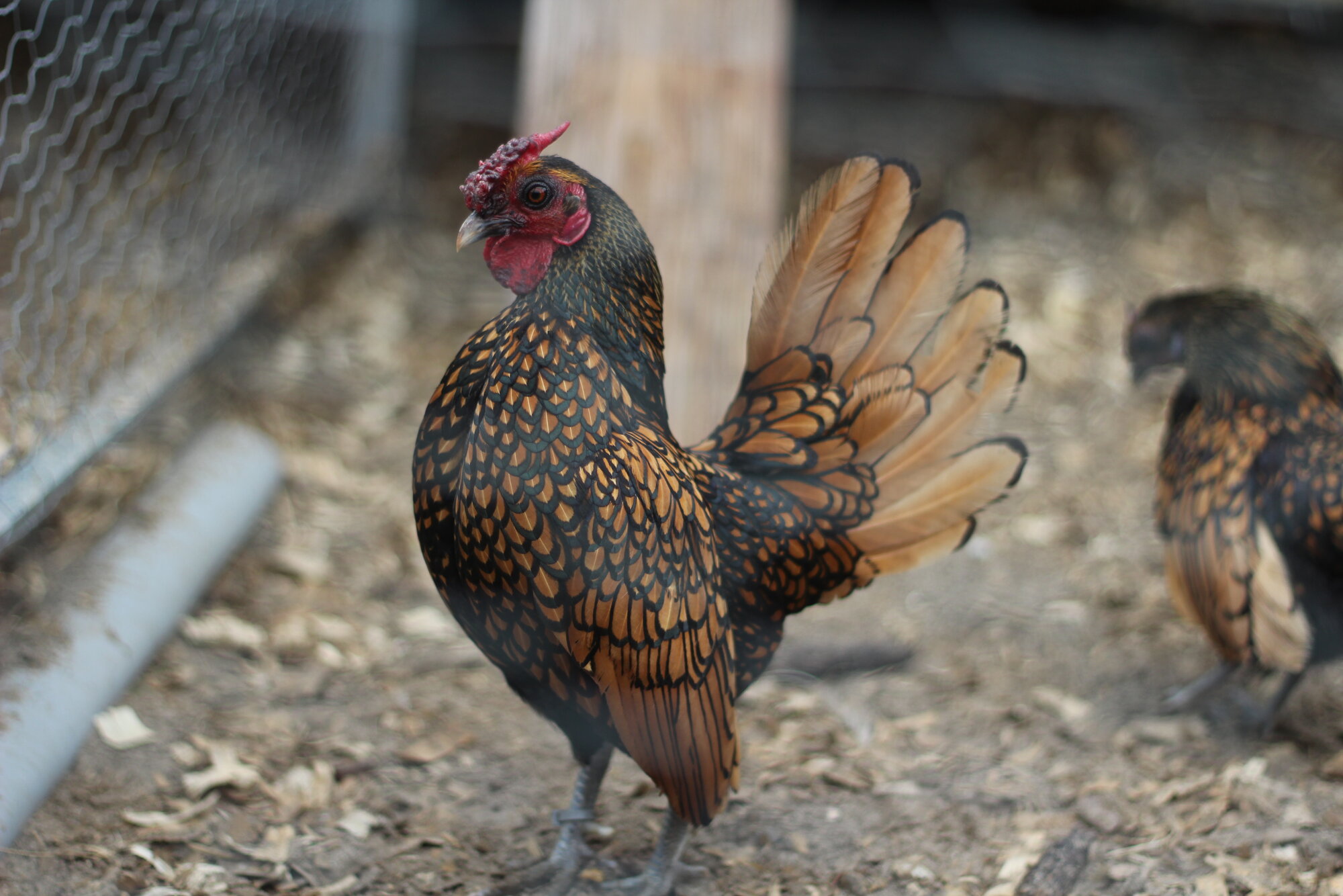 APAABA Bantam Rooster Show 1b.jpg