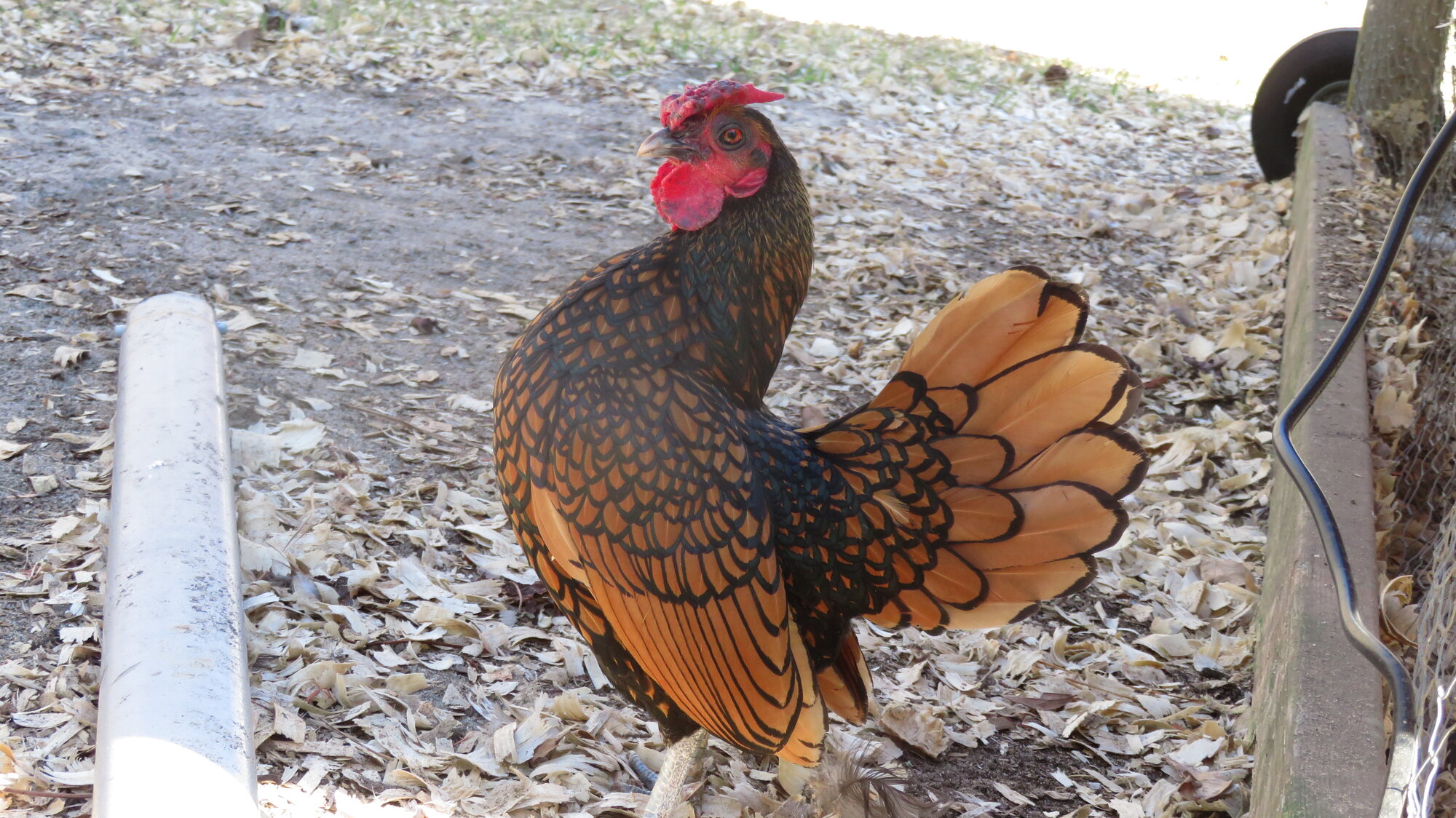 APAABA Bantam Rooster Show 1d.jpg