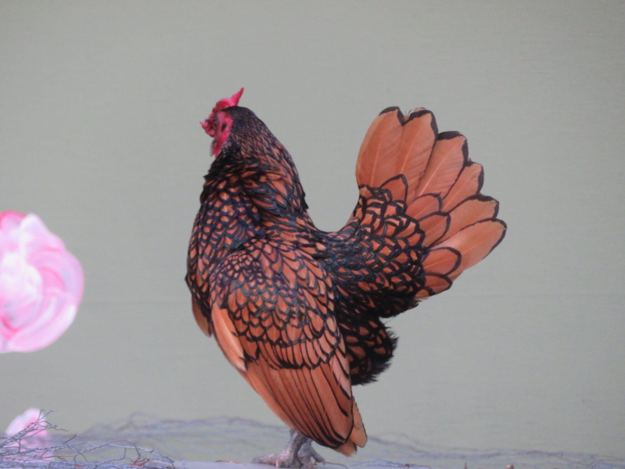 APAABA Bantam Rooster Show 1e.jpg