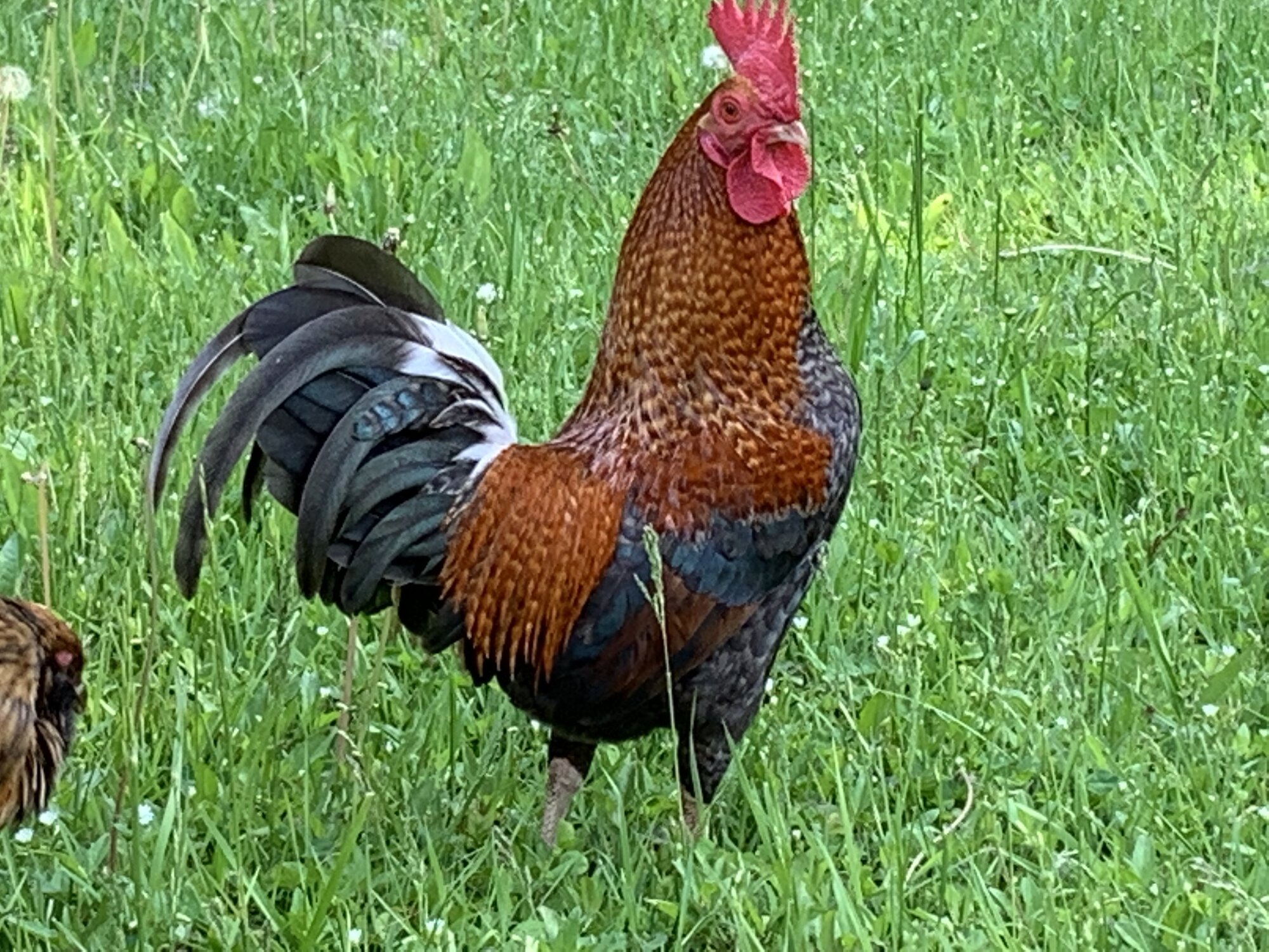 APAABA Bantam Rooster Show 2.jpg