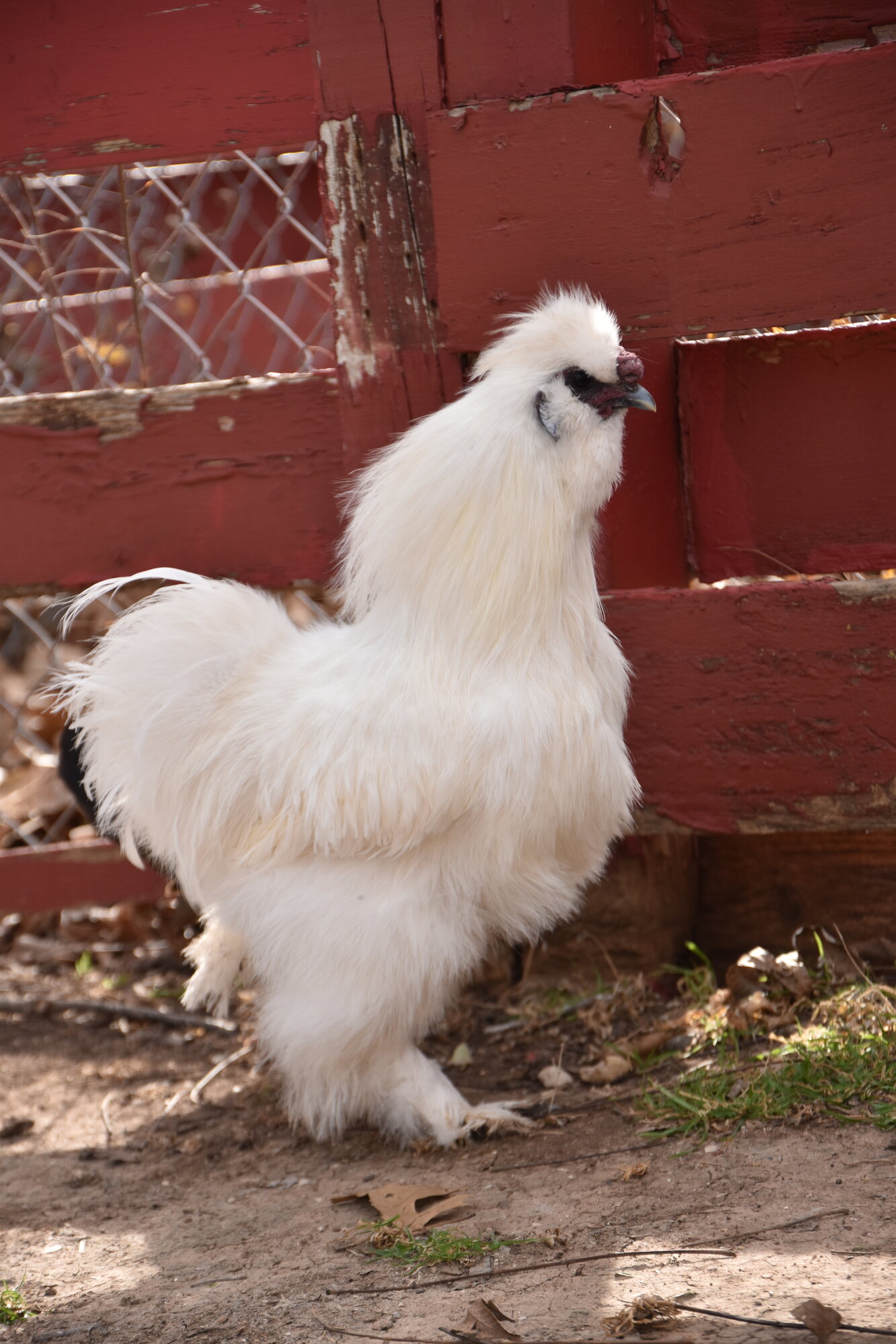 APAABA Bantam Rooster Show 3a.jpg