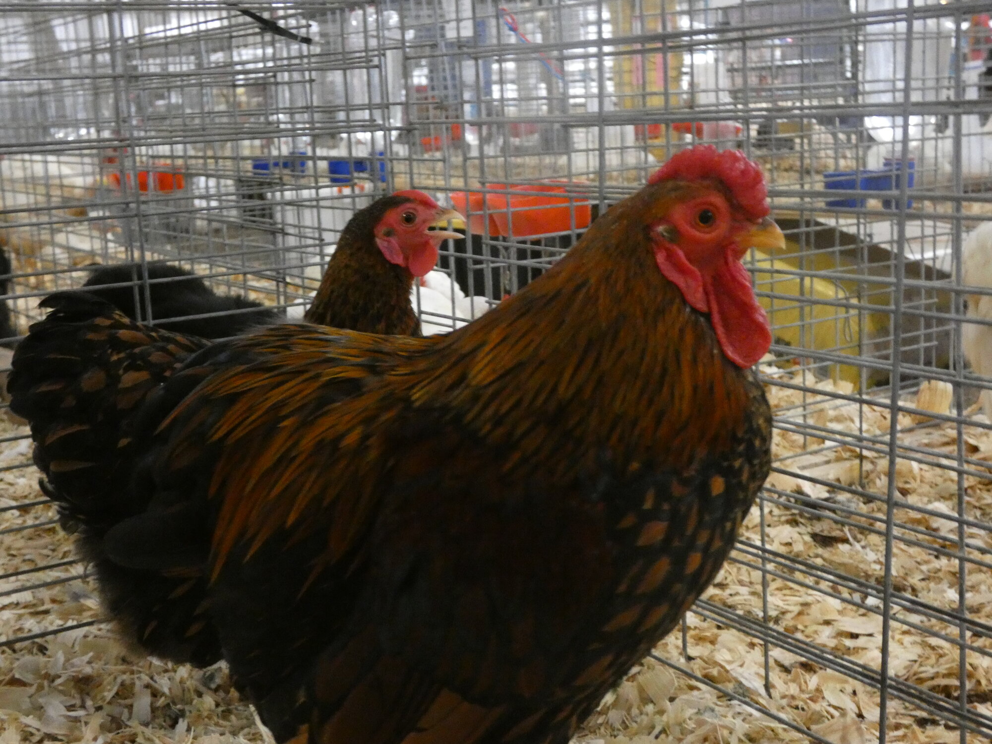 APAABA Bantam Rooster Show 4b.jpg