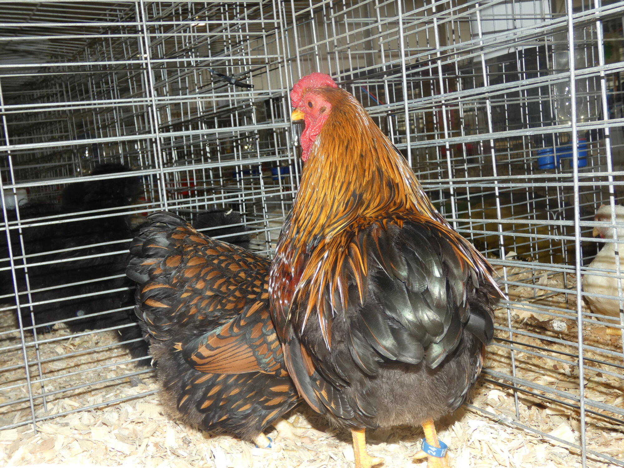 APAABA Bantam Rooster Show 4c.jpg