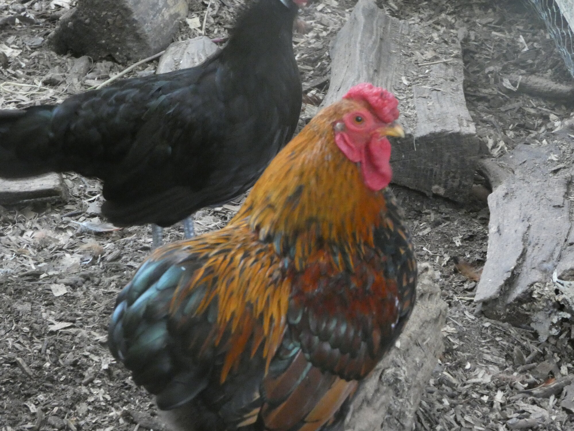 APAABA Bantam Rooster Show 4d.jpg