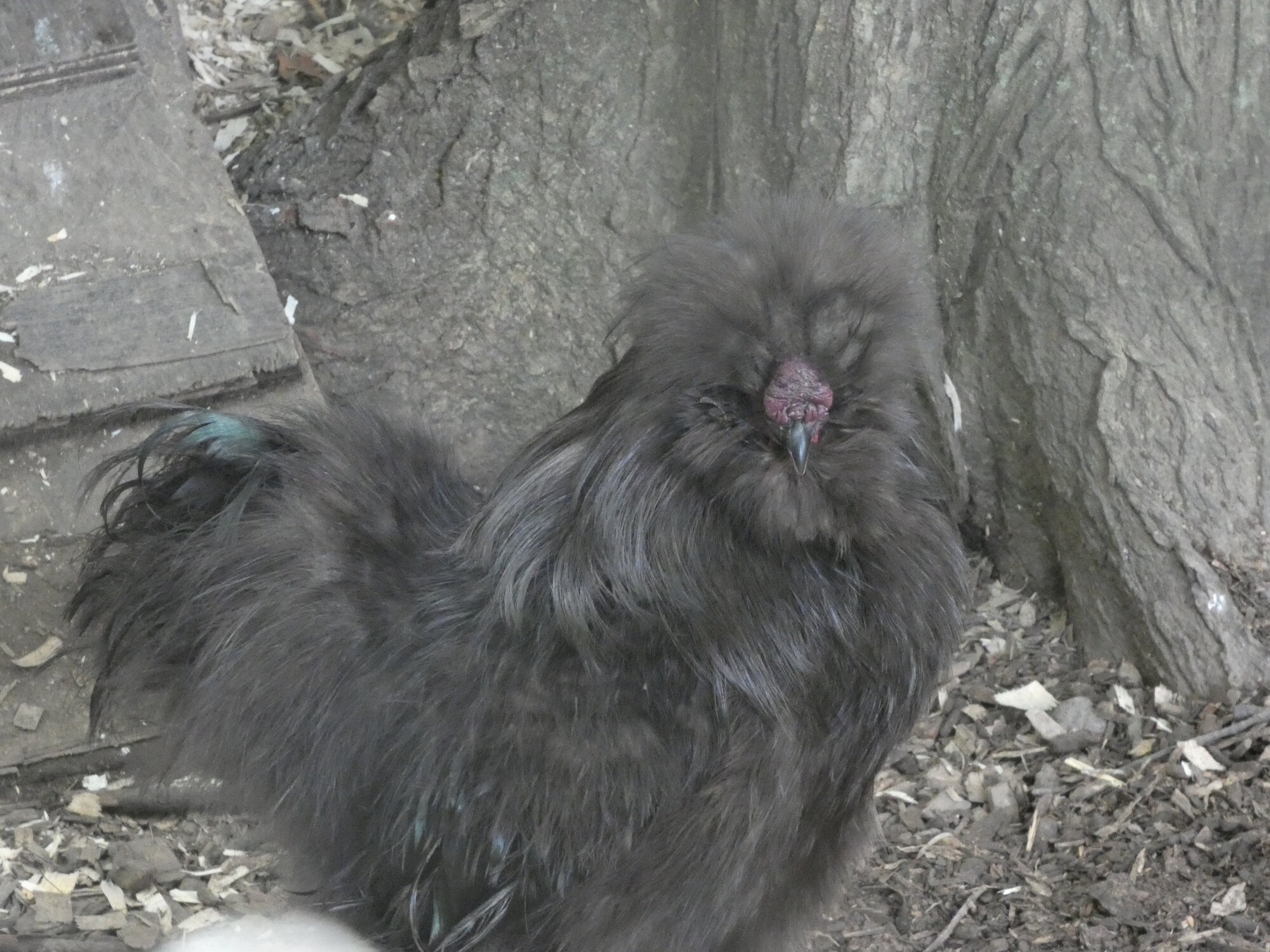 APAABA Bantam Rooster Show 5.jpg