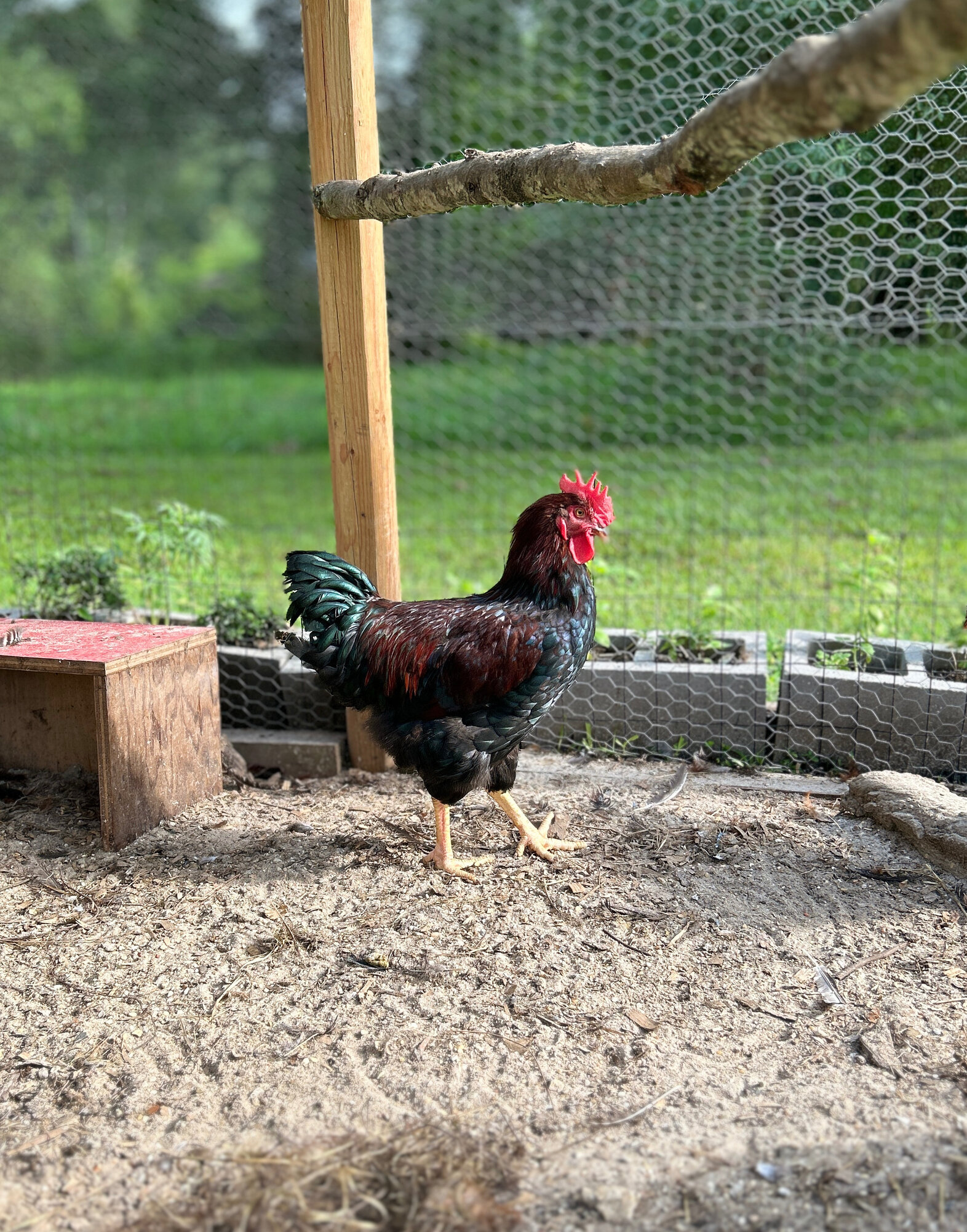 APAABA Bantam Rooster Show 7.jpg