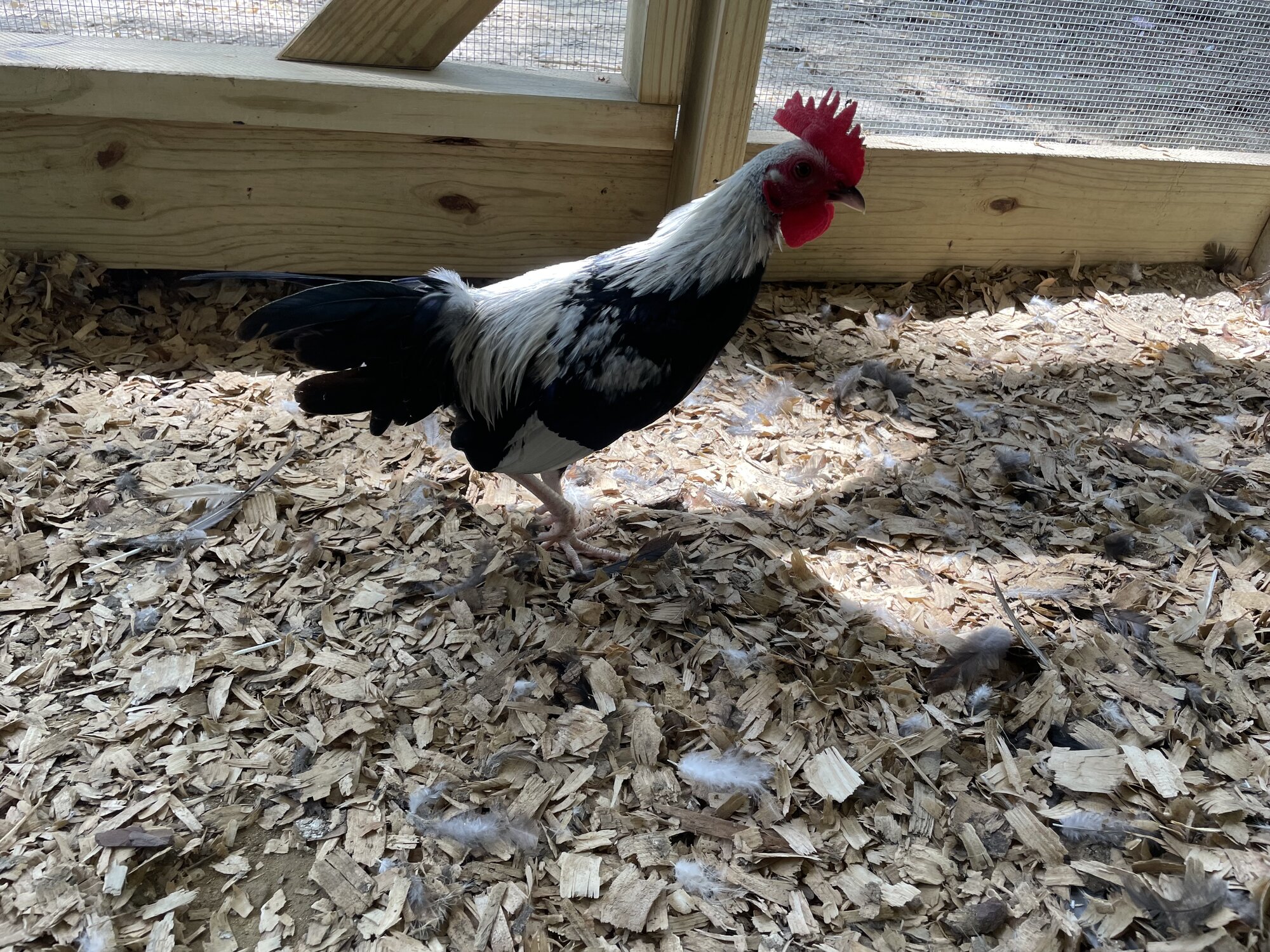 APAABA Bantam Rooster Show 8.jpg