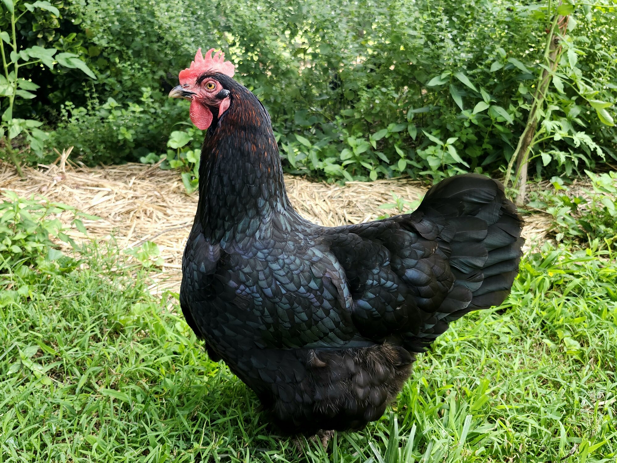 APAABA Large Fowl Hen Show 10a.jpg