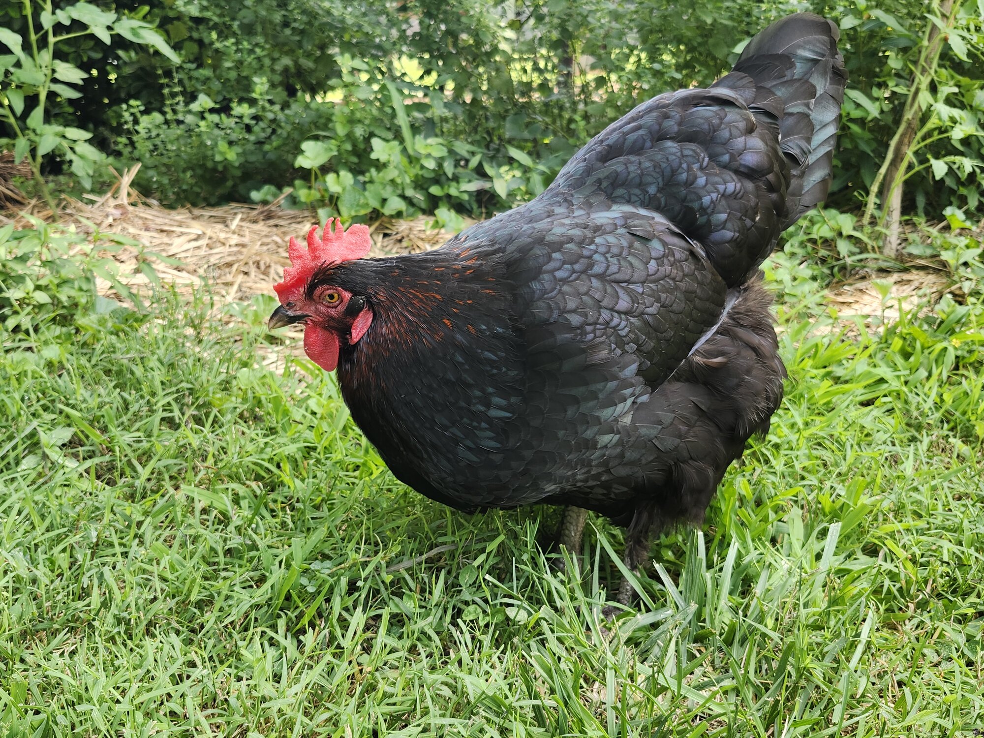APAABA Large Fowl Hen Show 10c.jpg