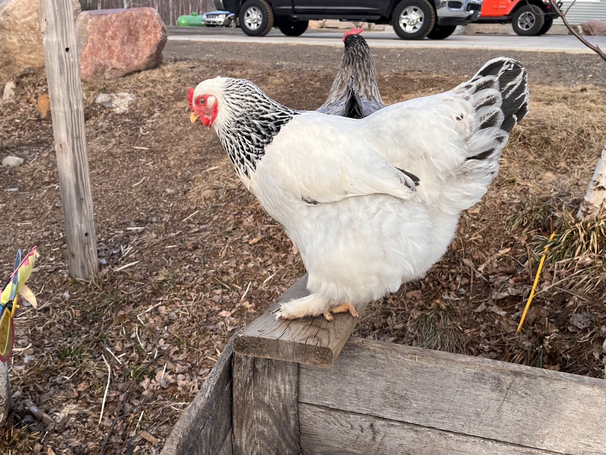 APAABA Large Fowl Hen Show 11b.jpg