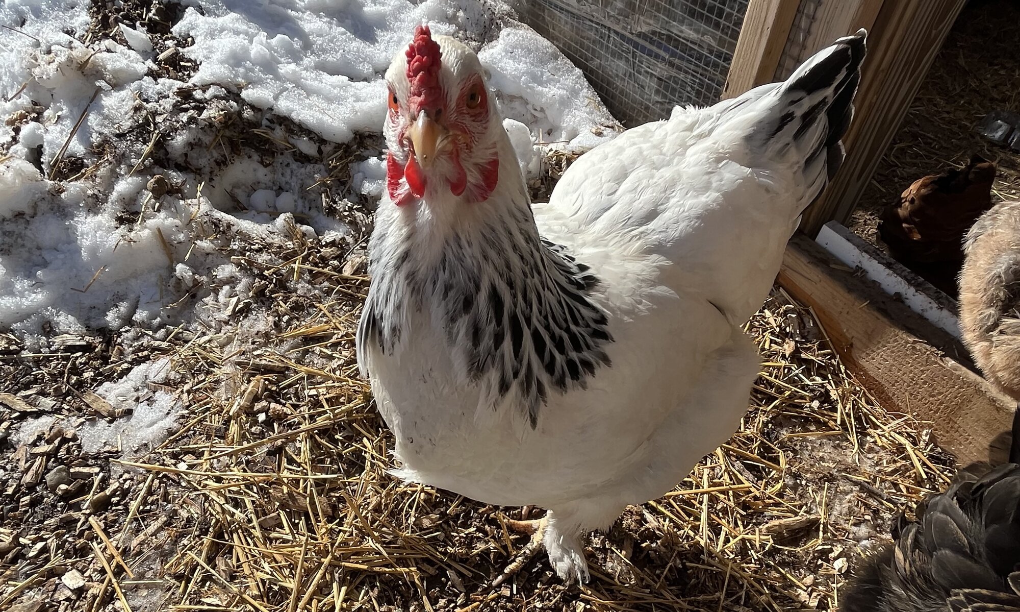 APAABA Large Fowl Hen Show 11d.jpg