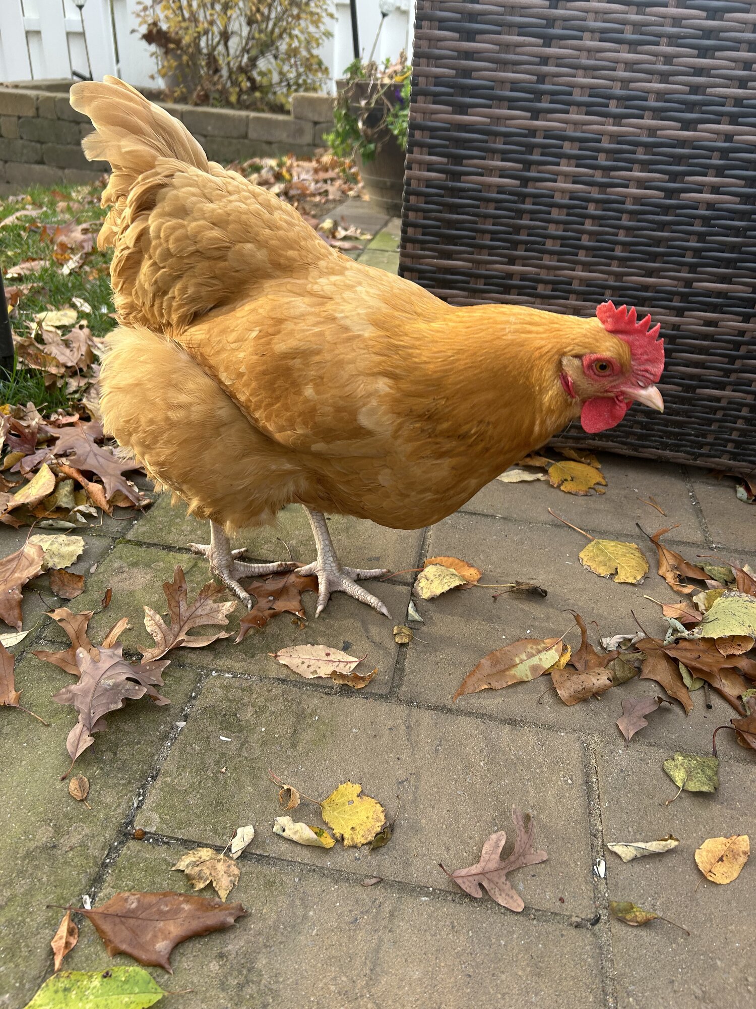 APAABA Large Fowl Hen Show 1b.jpg