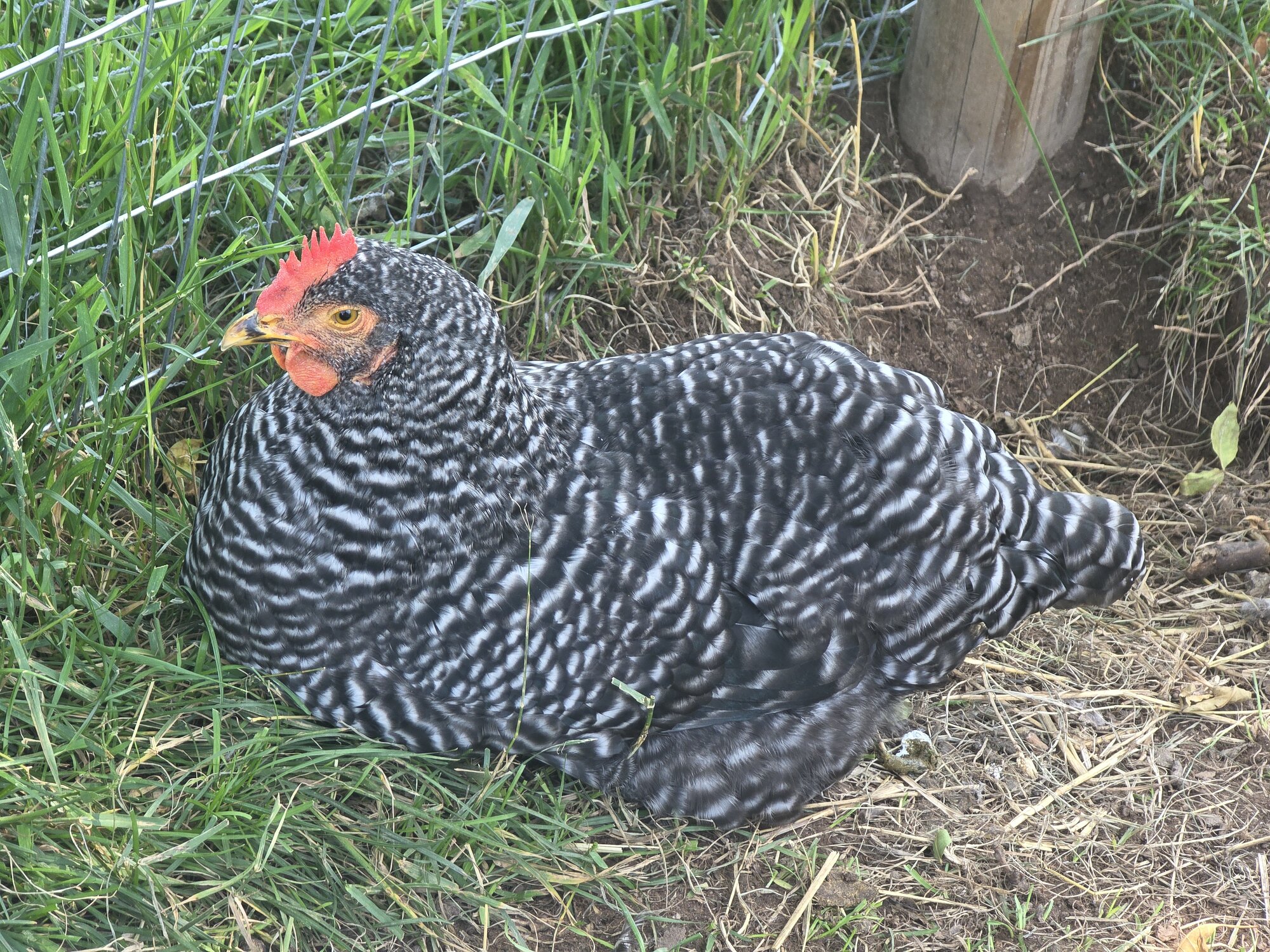 APAABA Large Fowl Hen Show 3b.jpg