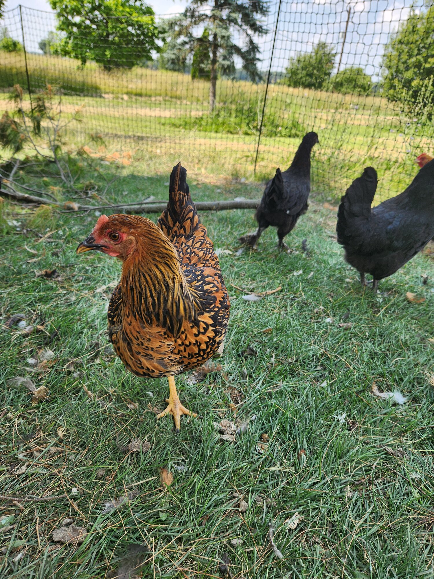 APAABA Large Fowl Hen Show 4a.jpg