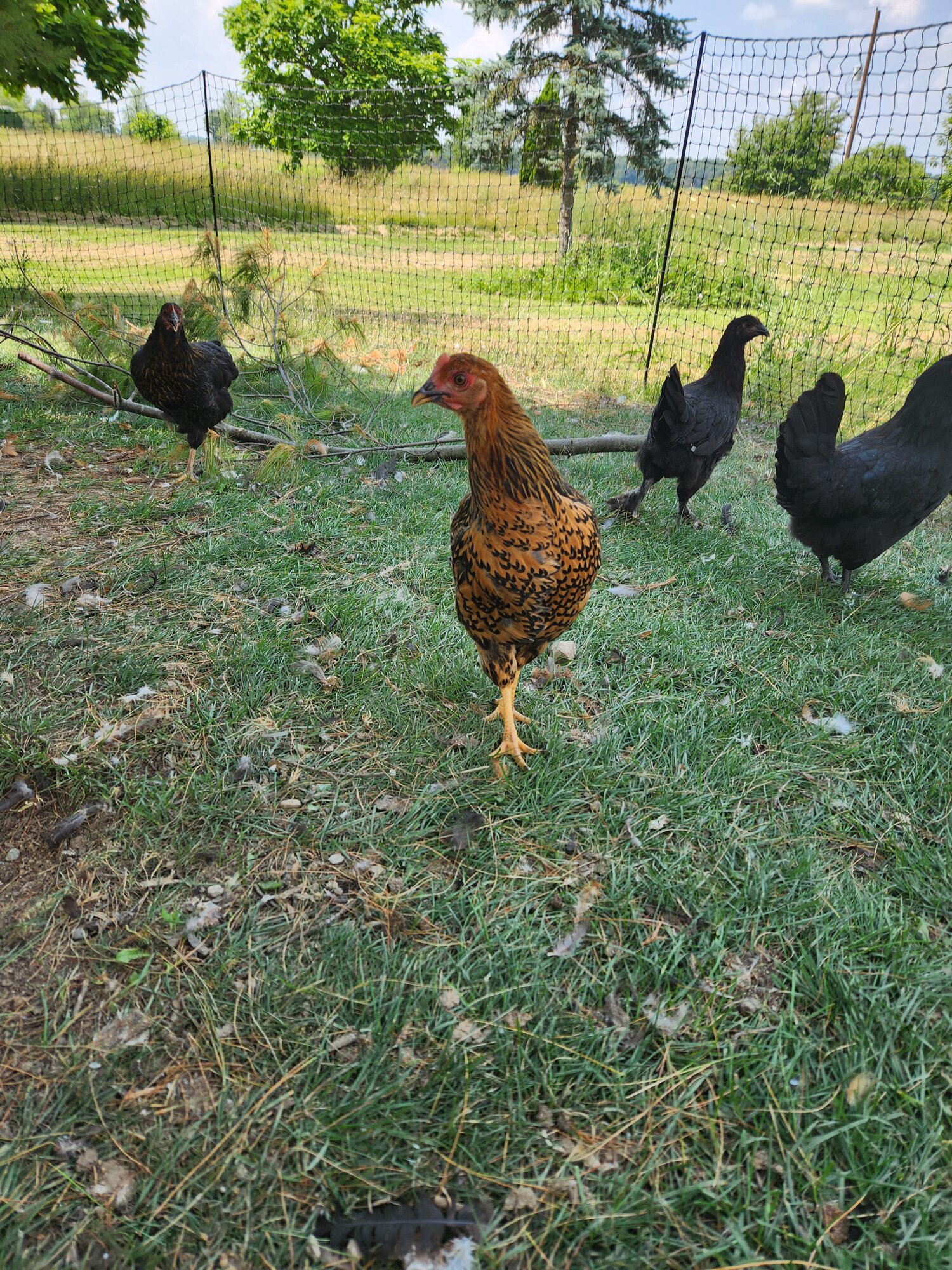 APAABA Large Fowl Hen Show 4c.jpg