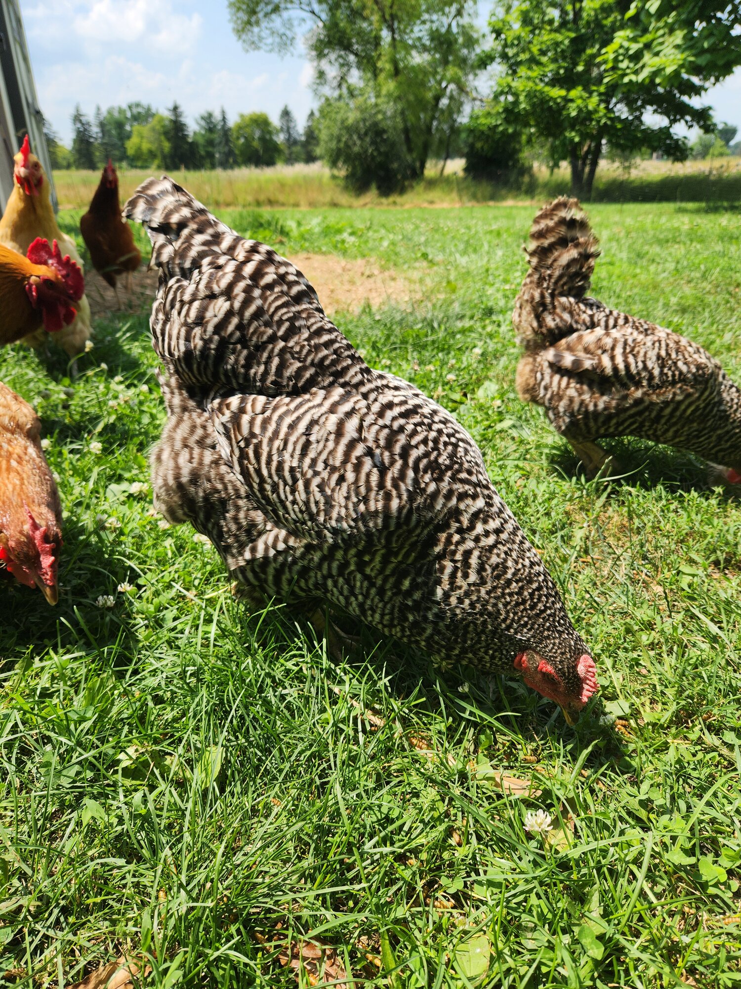 APAABA Large Fowl Hen Show 5a.jpg