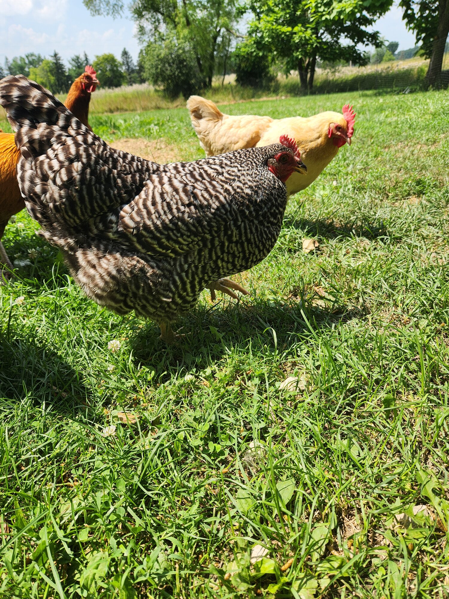 APAABA Large Fowl Hen Show 5b.jpg