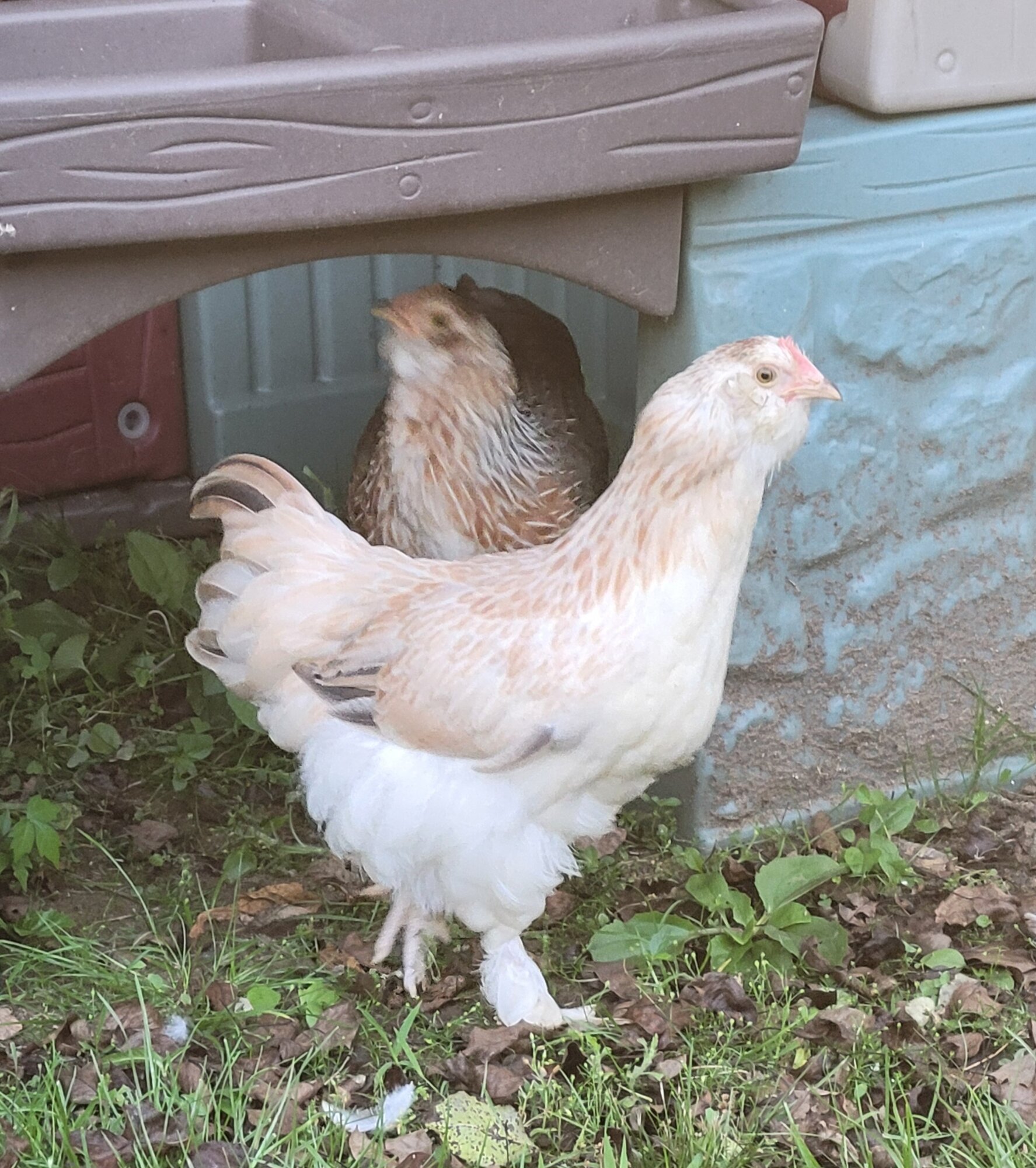APAABA Large Fowl Hen Show 6.jpg