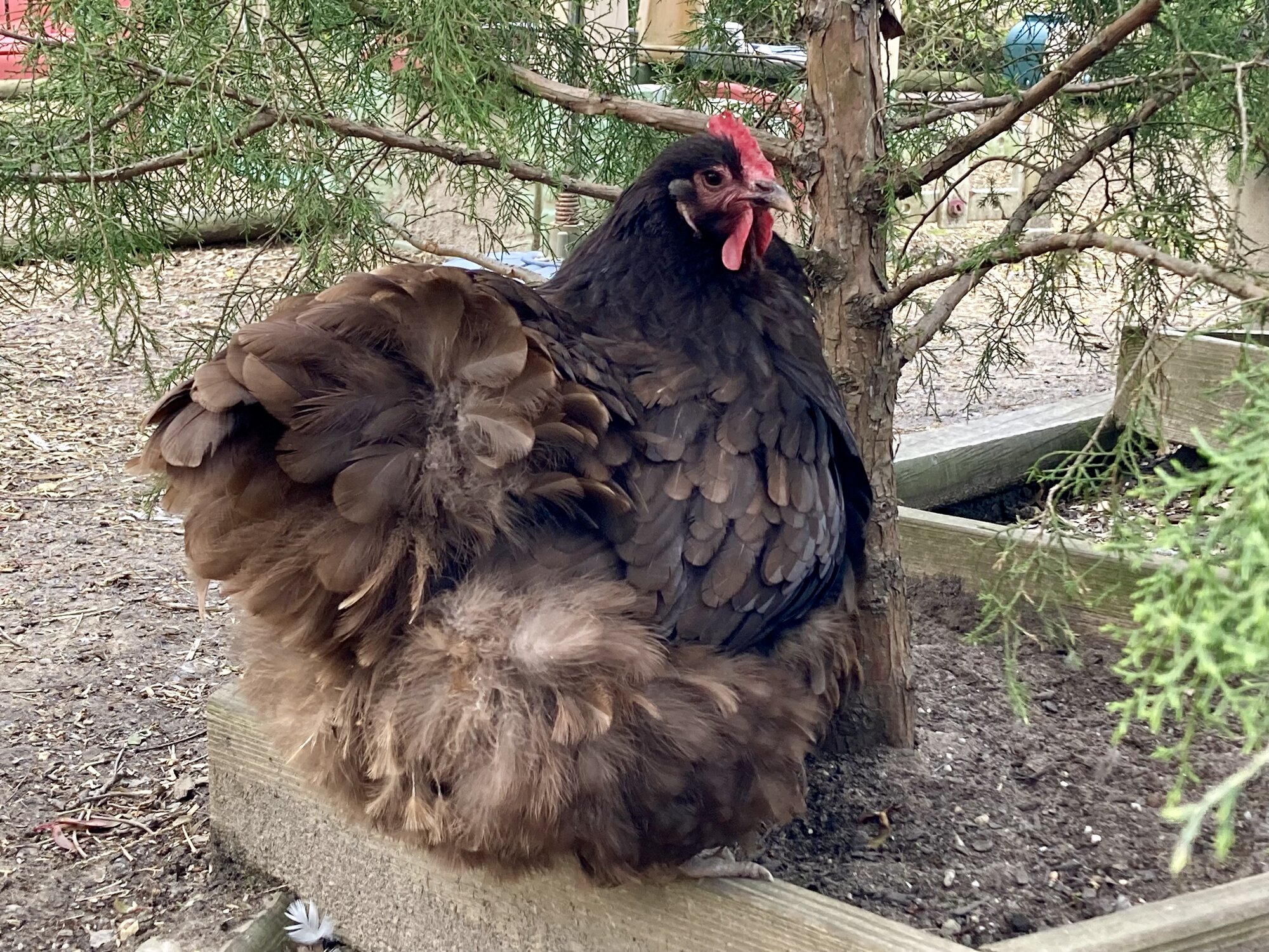 APAABA Large Fowl Hen Show 8.jpg