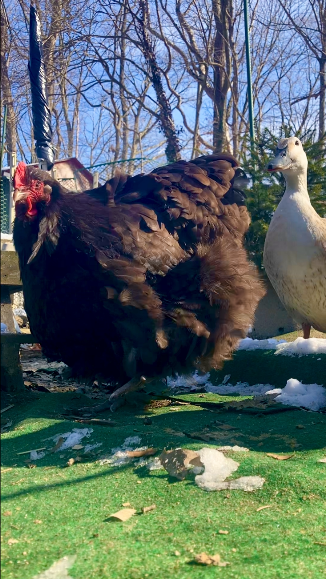 APAABA Large Fowl Hen Show 9.png