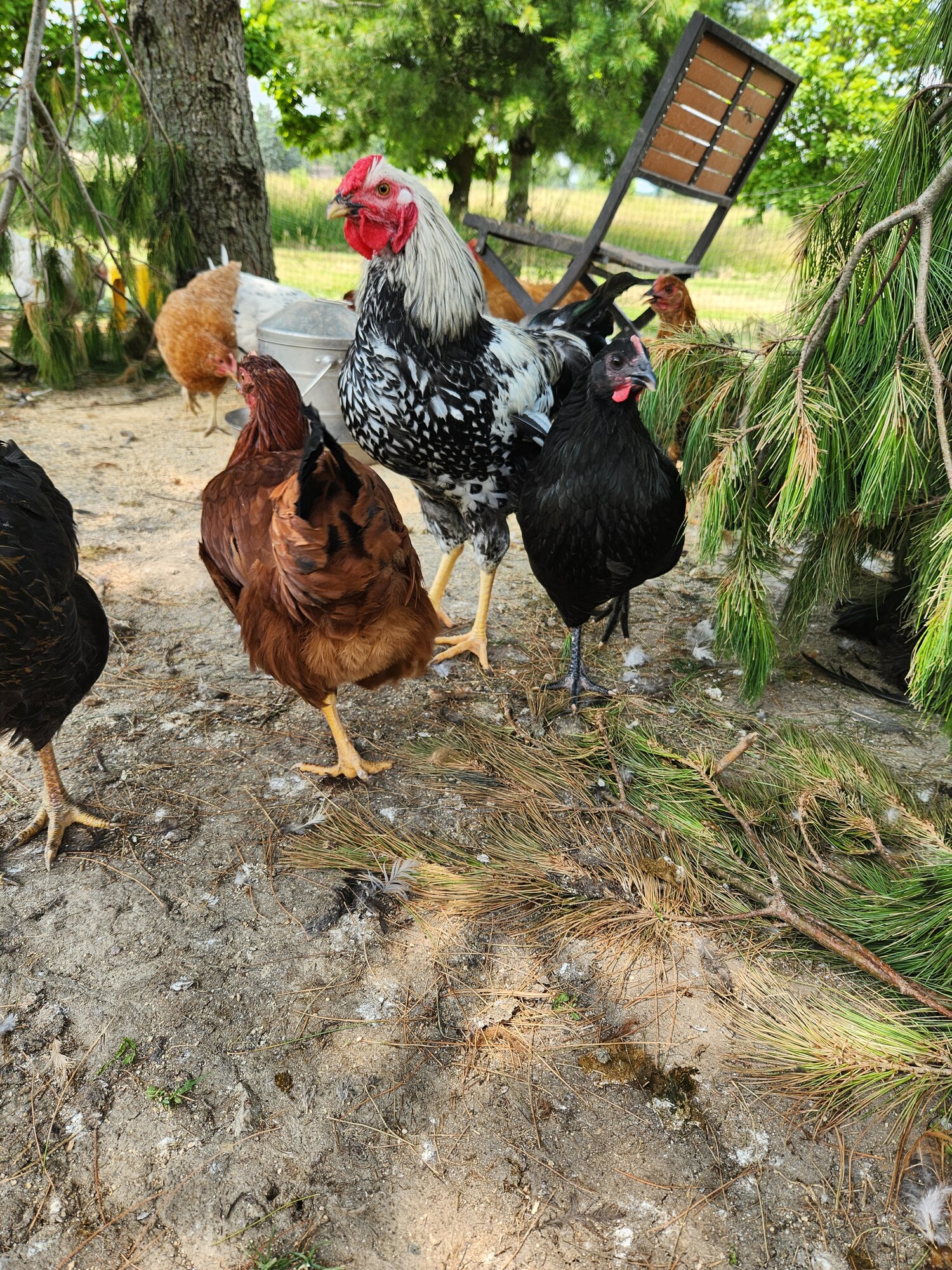 APAABA Large Fowl Rooster Show 1c.jpg