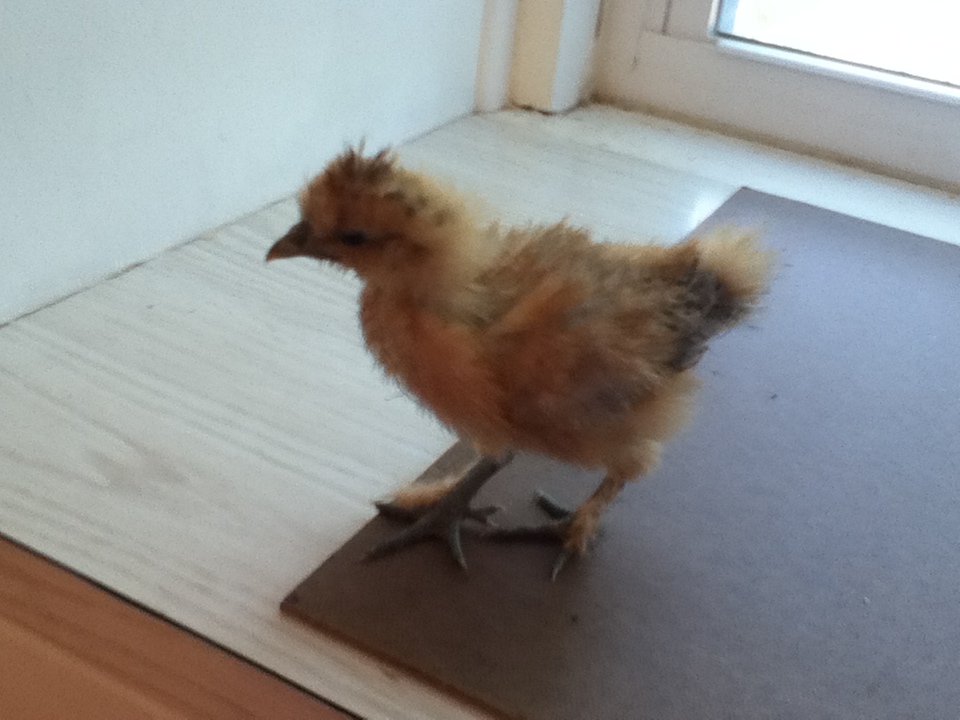 Aphrodite - Buff Silkie - 3 1/2 weeks