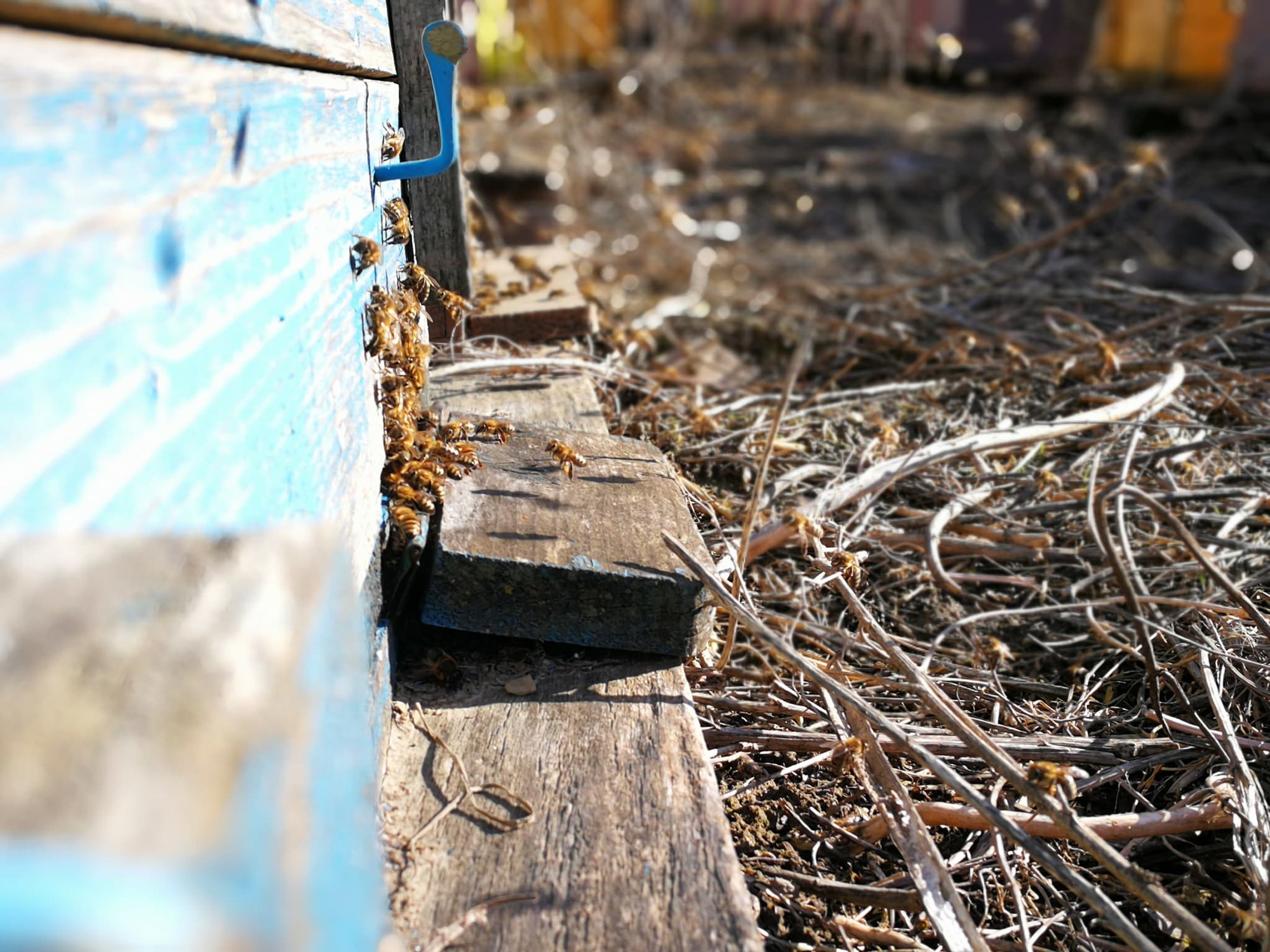 Apiary