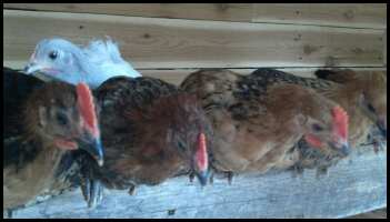 Apollo, Unnamed, Zues and you can barely see Athena, oh and Violet in the back