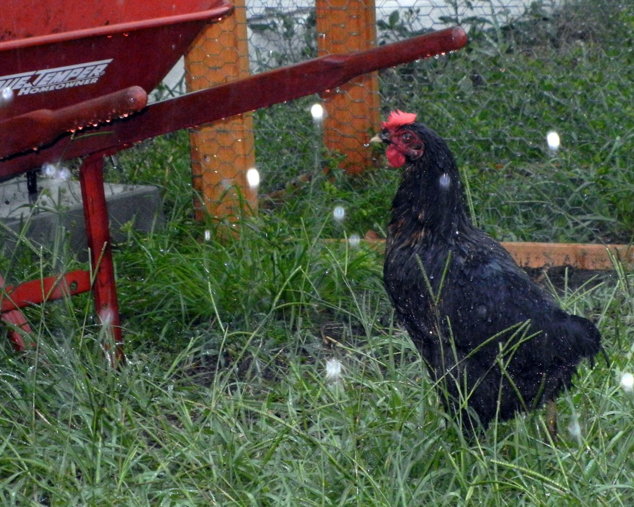 Apparently my chickens have decided they like a good rain shower. This is Lorelai.