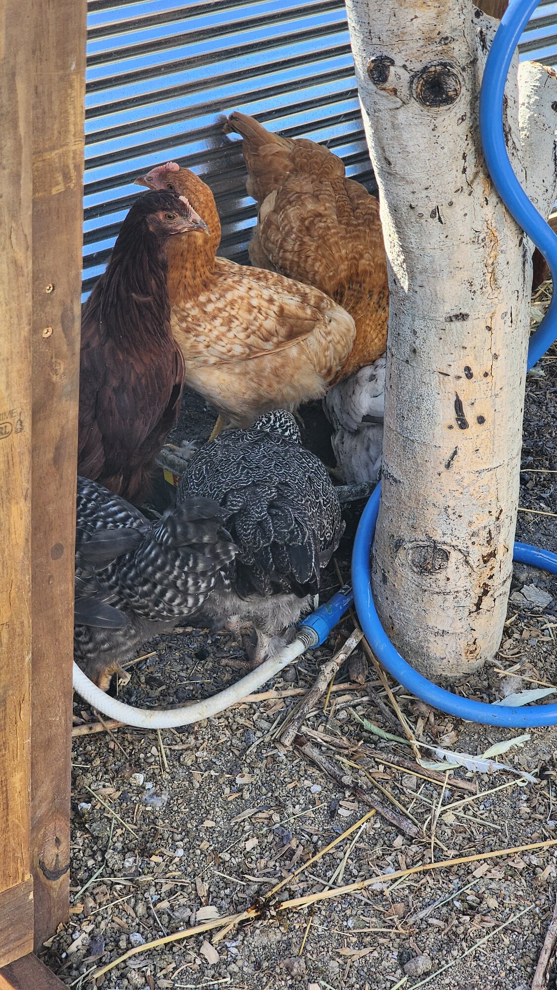 Apparently there was a line for the dust bath