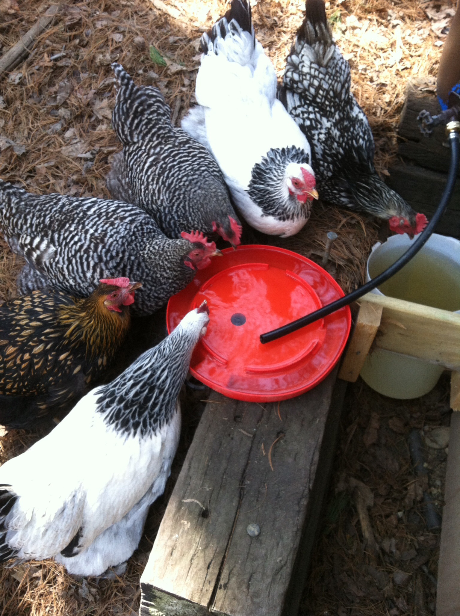 Apparently they can't wait to get a drink!
